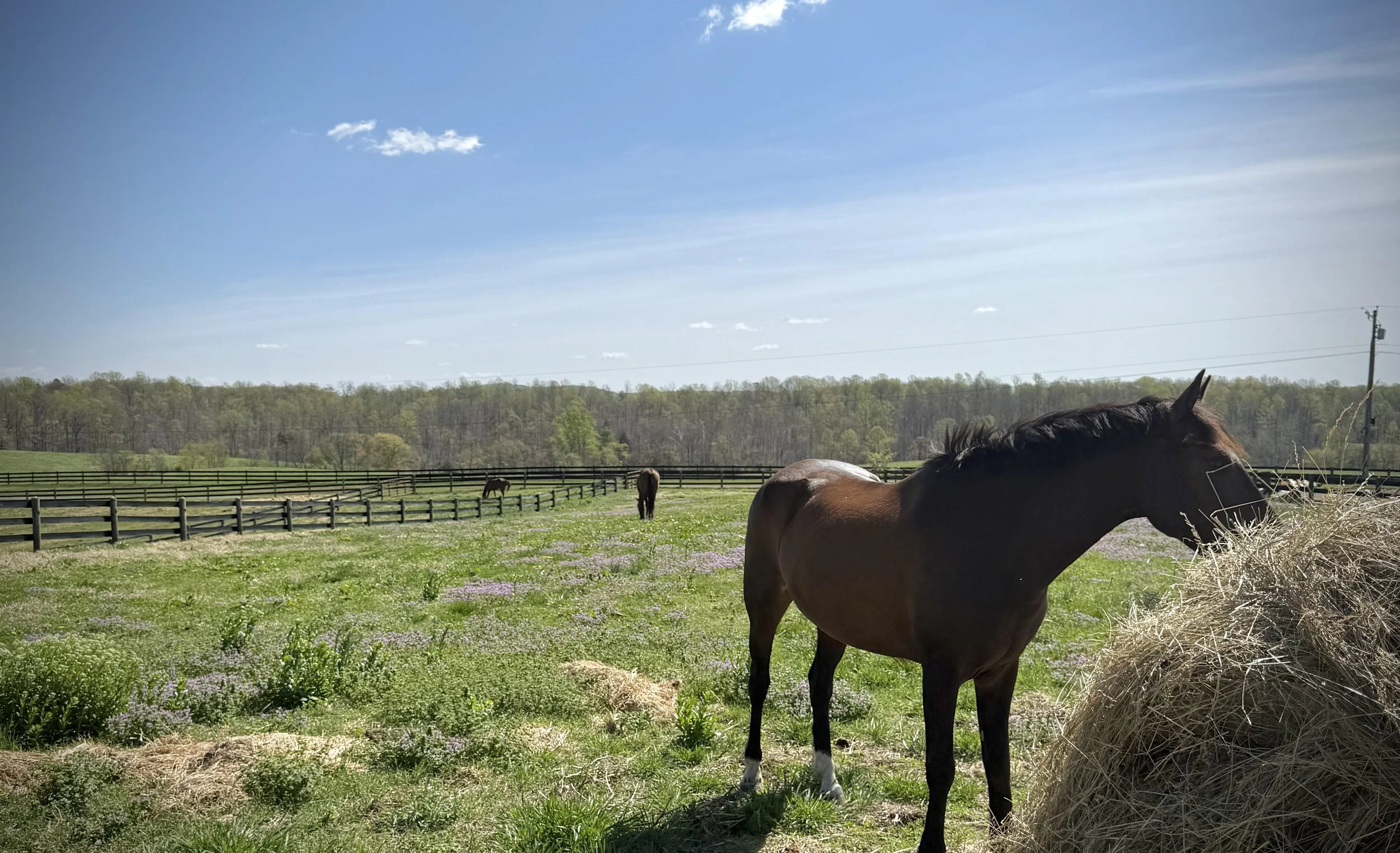 LHS Equine horse boarding in Central Virginia with horses in pasture turnout and field care in a natural equestrian facility setting
