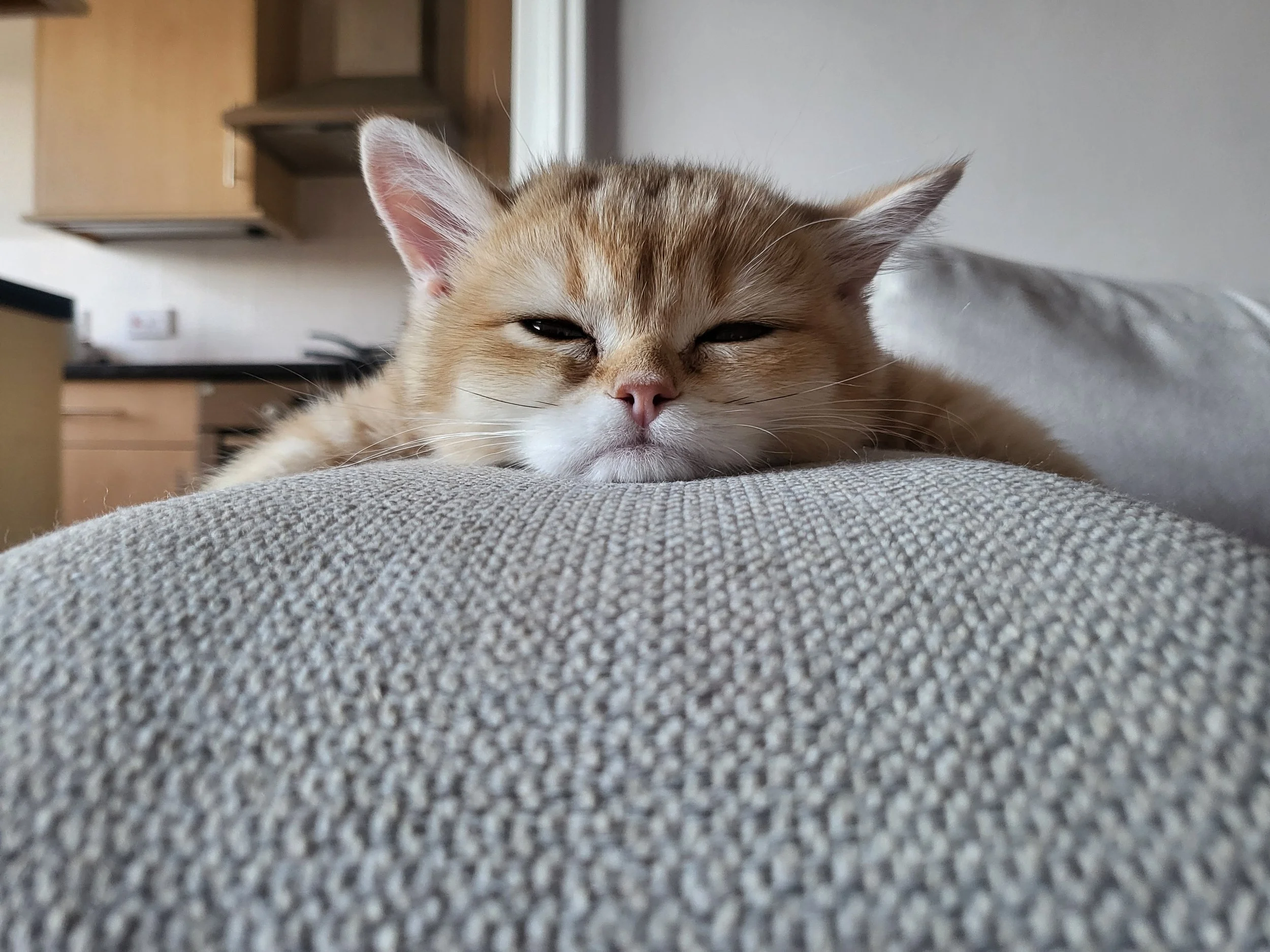 Close-up of a relaxed, light orange tabby cat lying on a gray textured surface, with a background of a kitchen with wooden cabinets and a white wall.