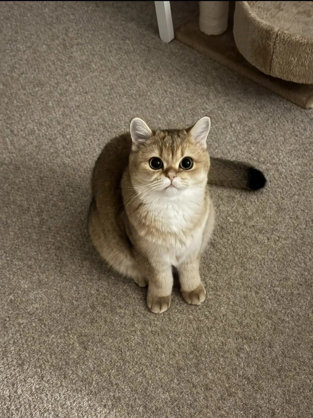 A cute, fluffy, golden-colored cat with big, round eyes sitting on a carpeted floor, looking up at the camera.