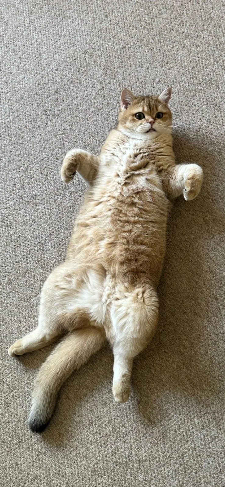A fluffy, light brown tabby cat lying on its back on a beige carpet, looking upward with paws slightly raised.
