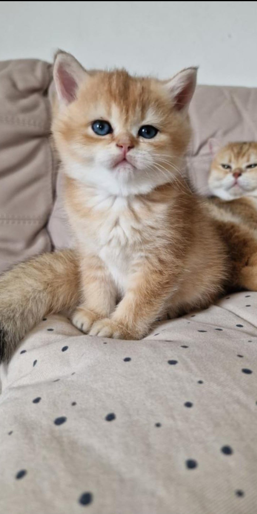 A cute orange tabby kitten with blue eyes sitting on a polka-dotted fabric surface with another similar kitten in the background.