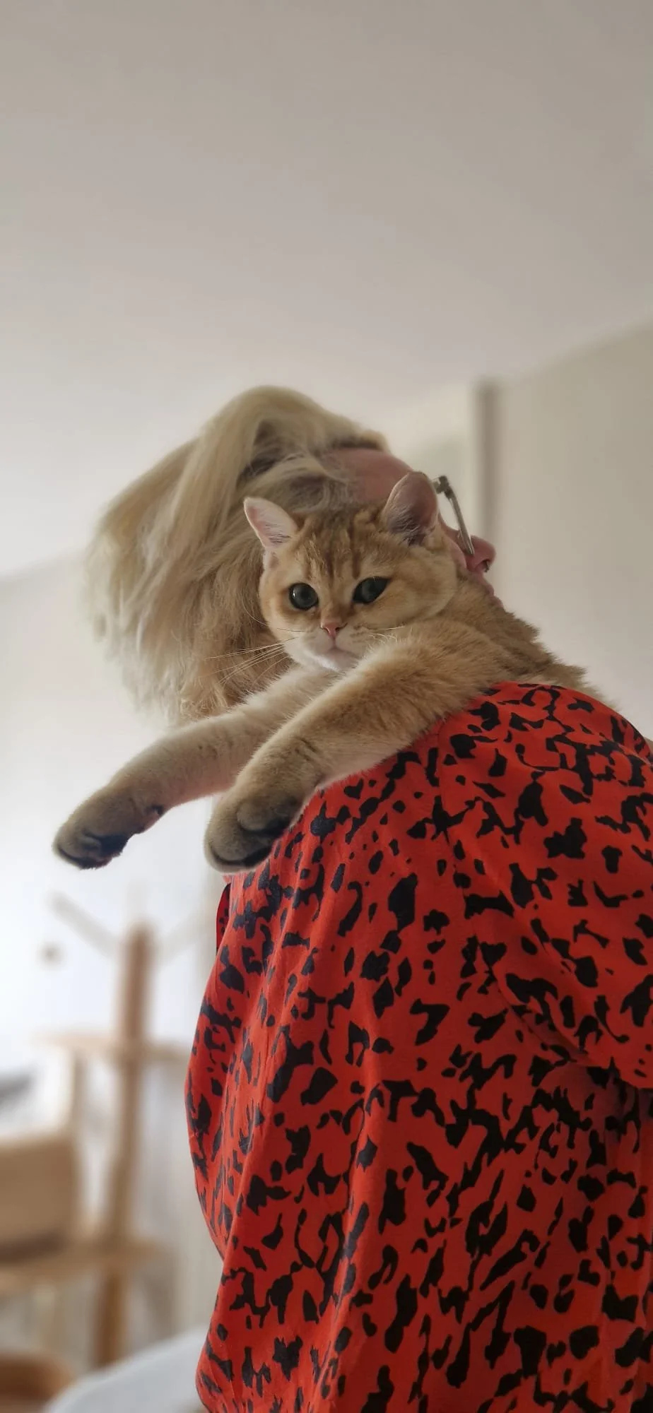 Person holding a ginger tabby cat with black markings on a red and black patterned shirt, with a plain wall background.