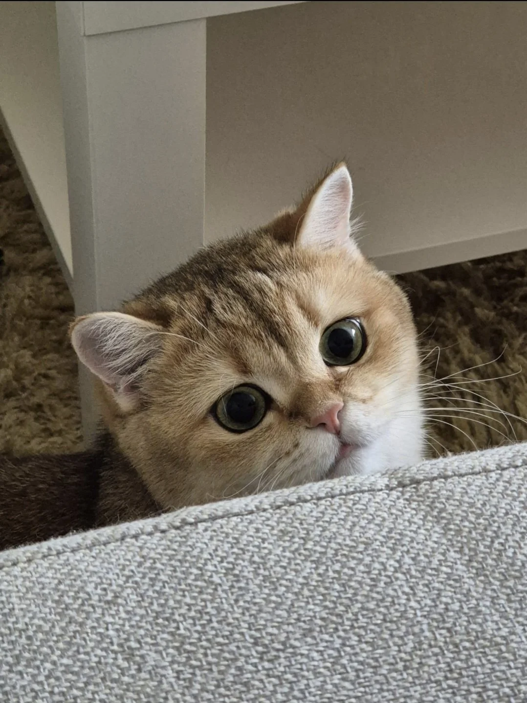 Close-up of a curious golden-brown cat with large green eyes and pink nose, peeking over a grey fabric surface with a background of carpet and a white piece of furniture.