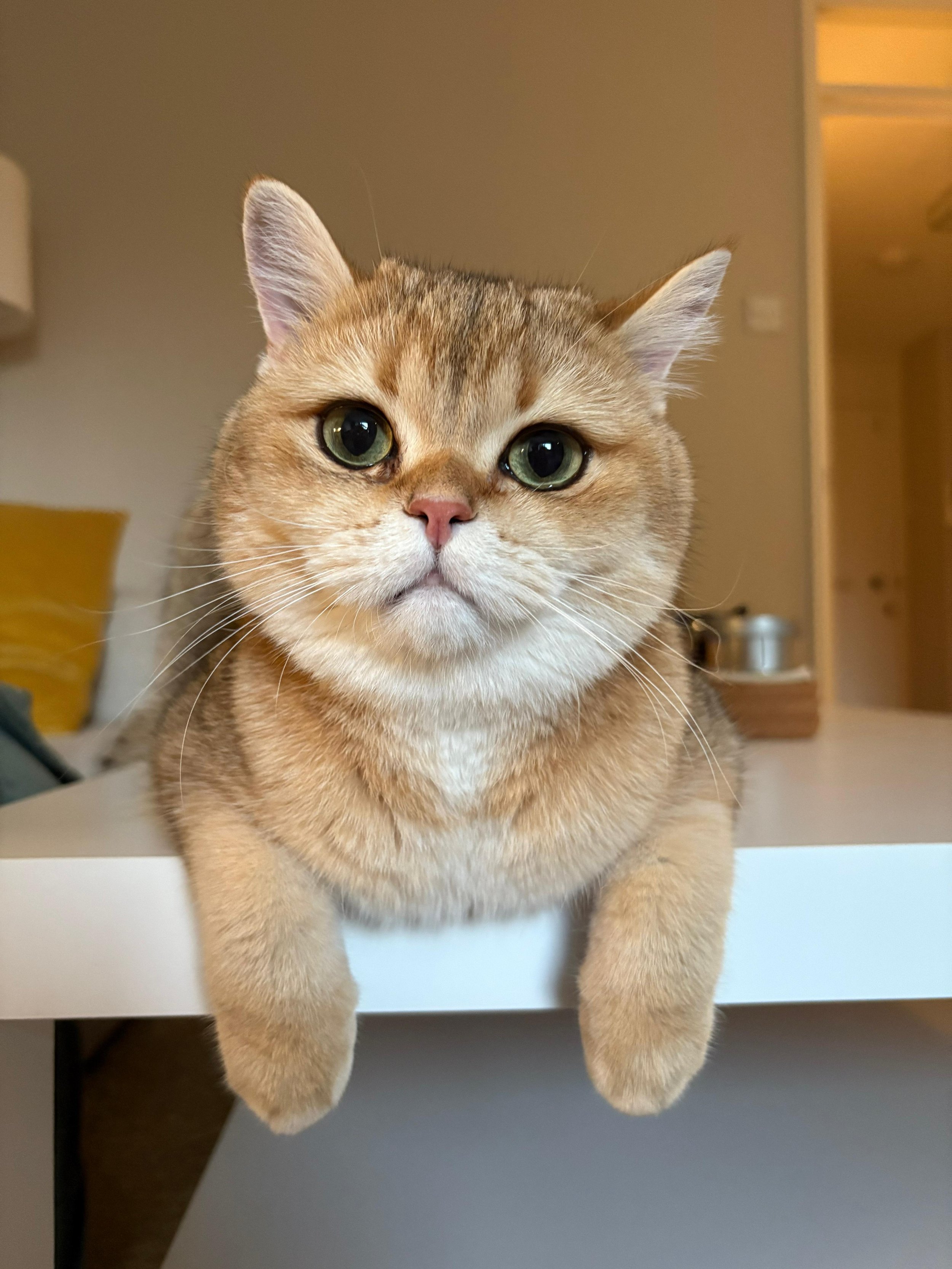 Close-up of a ginger tabby cat with green eyes looking directly at the camera, perched on a white surface indoors.