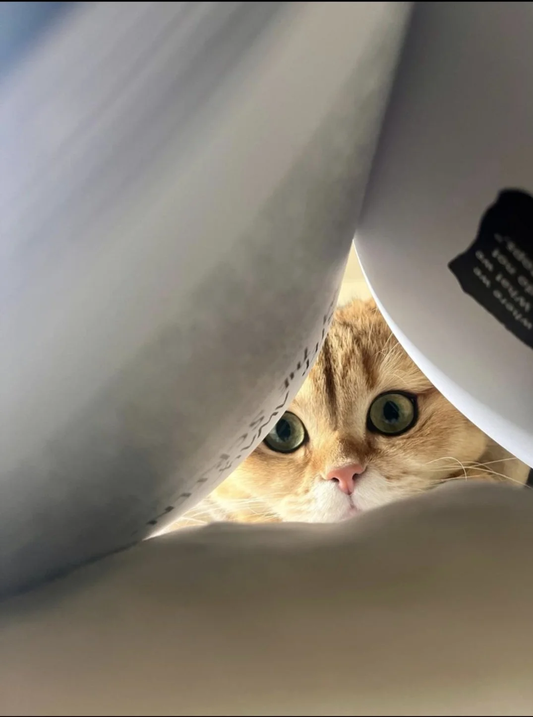 A close-up of a ginger cat with green eyes peeking through a small gap between two large gray objects, possibly cans or containers.
