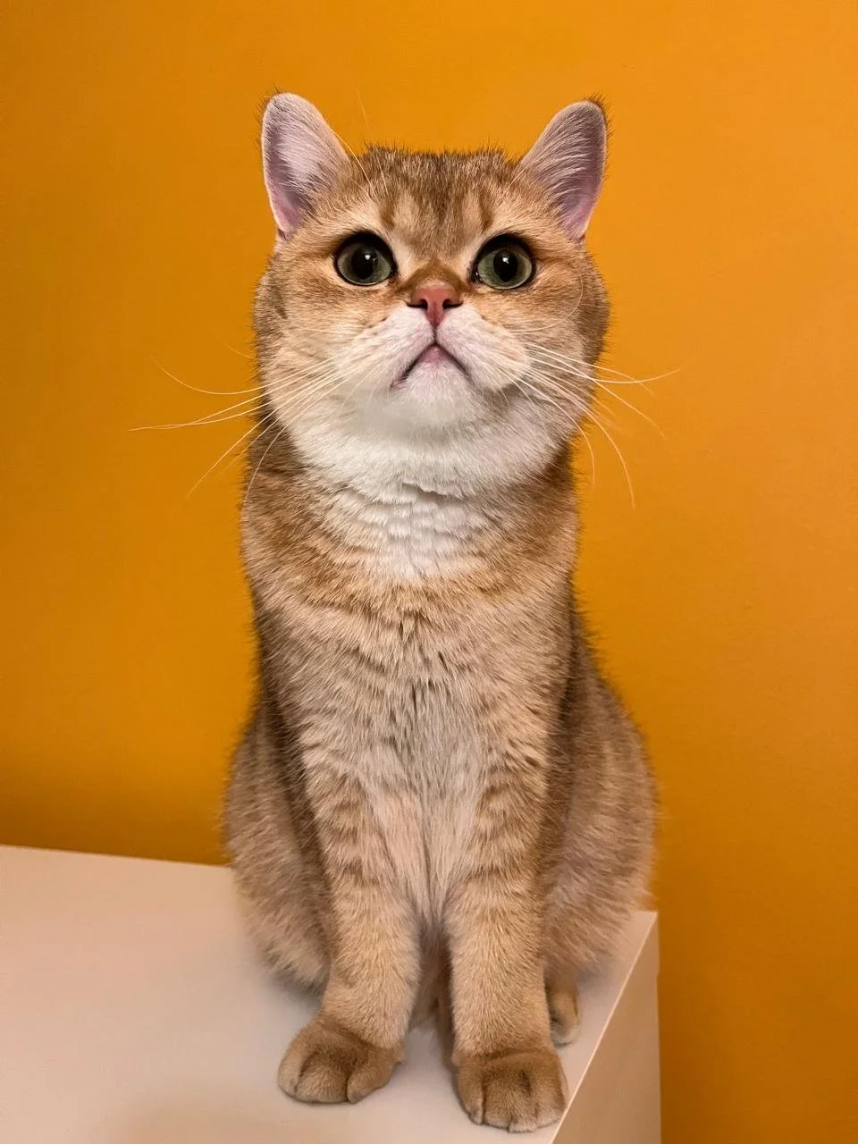 A cat with a human face against an orange background.