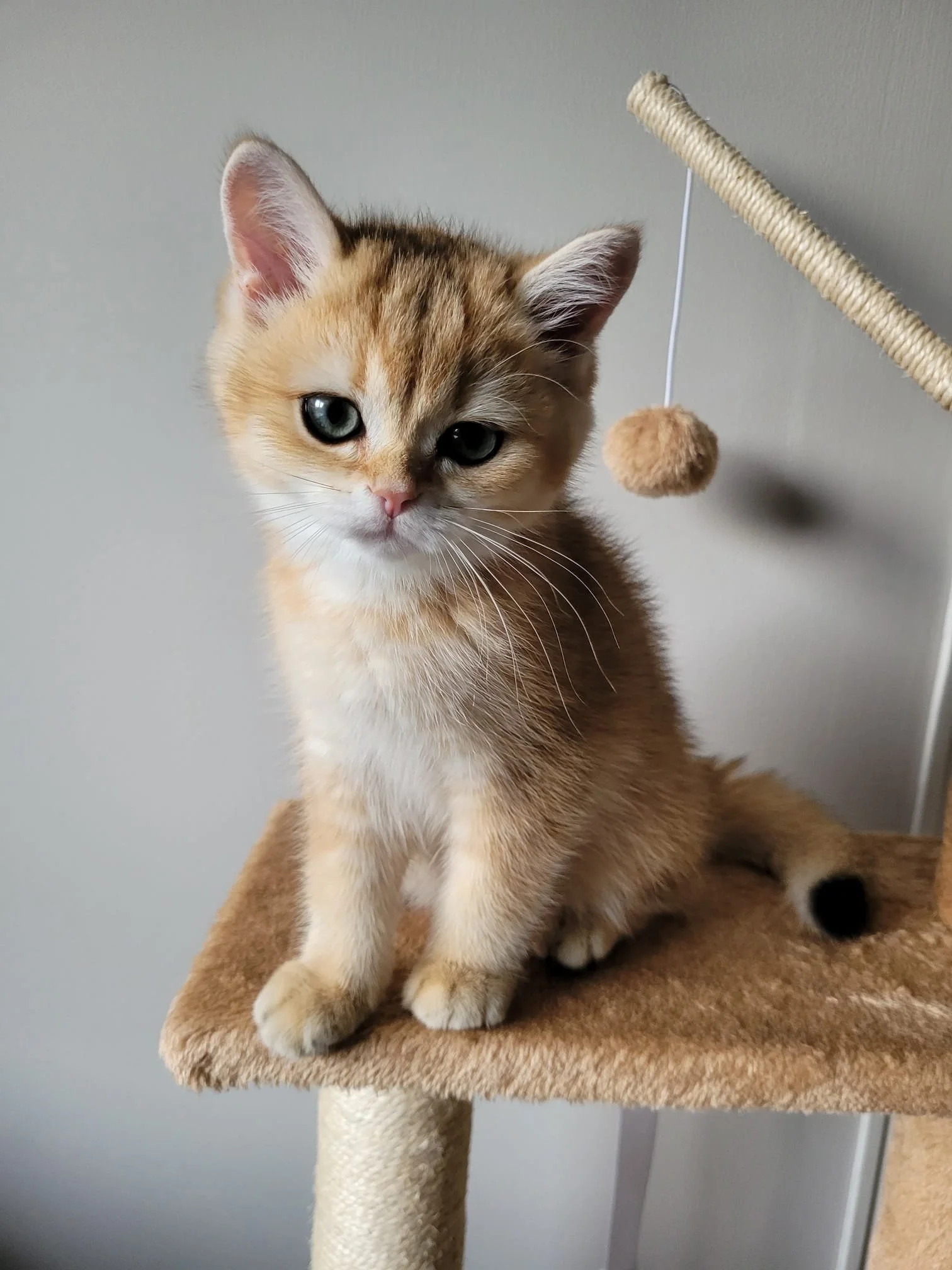 A cute orange tabby kitten with blue eyes sitting on a beige scratching post with a toy attached to the wall behind it.
