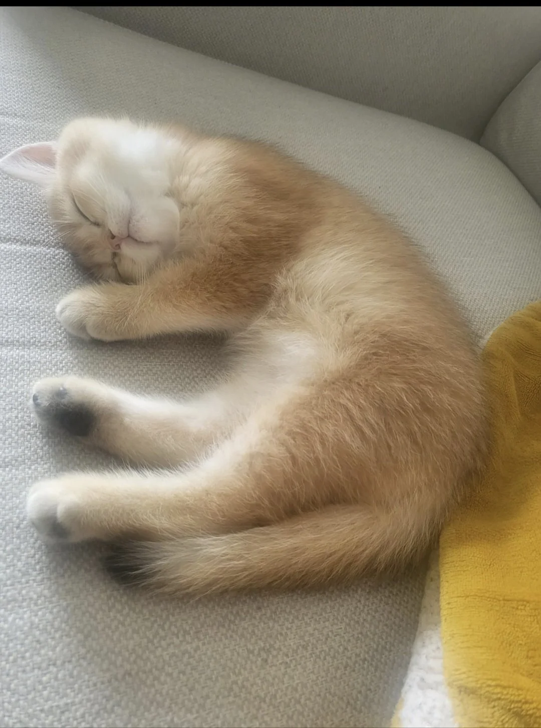 A ginger and white cat sleeping on a gray fabric surface with eyes closed, curled up with paws near its face.