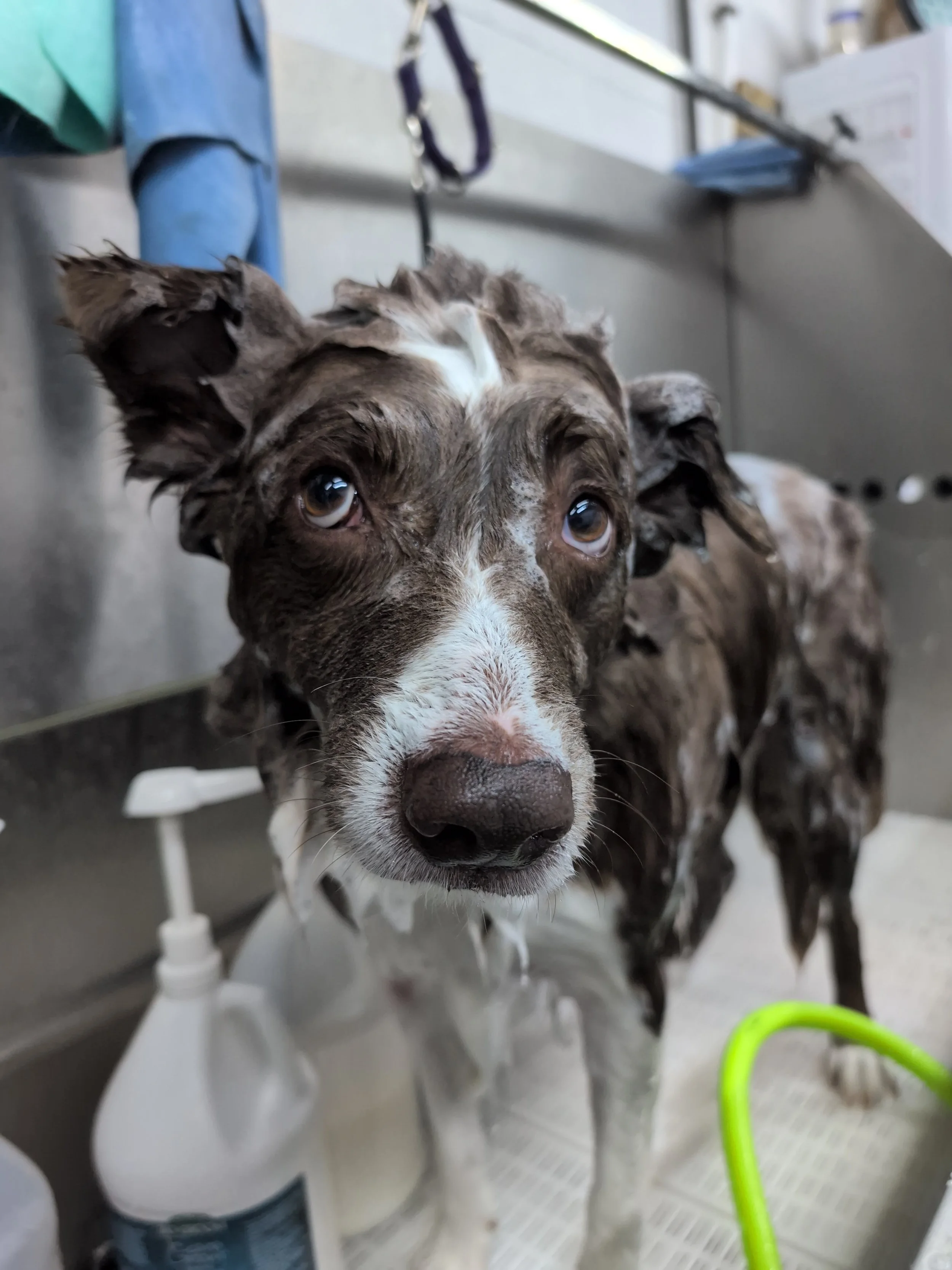 Buddy in the Tub!
