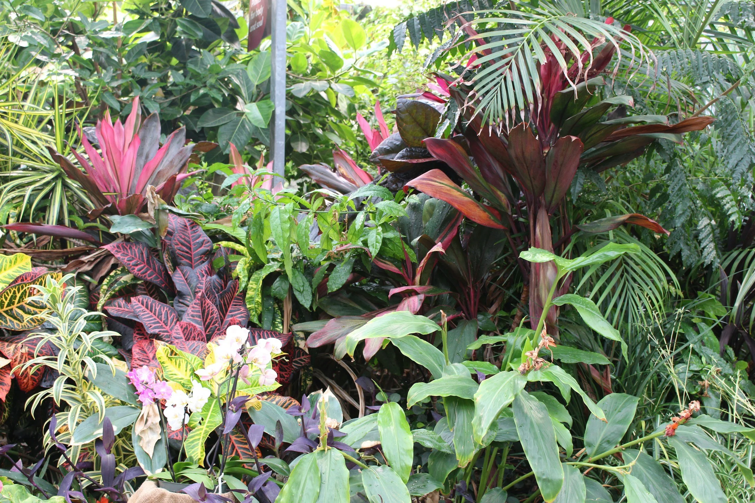 Lush jungle scene with various tropical plants, including large green leaves, red and purple foliage, and some flowers.
