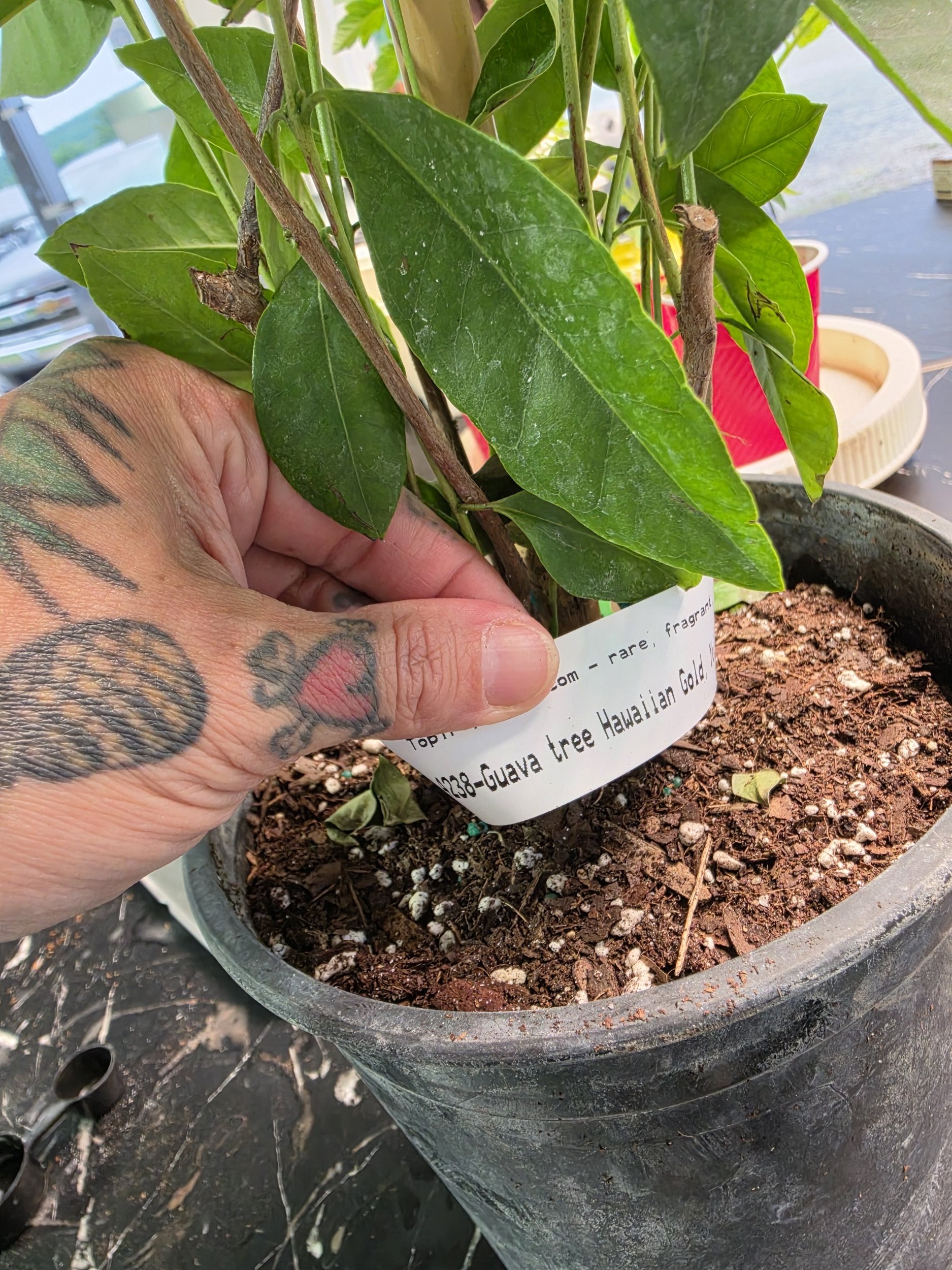 Hawaiian Gold Strawberry Guava