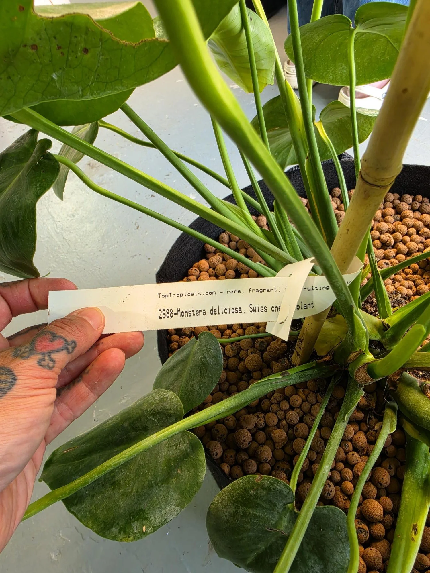 Monstera Deliciosa, Swiss Cheese plant