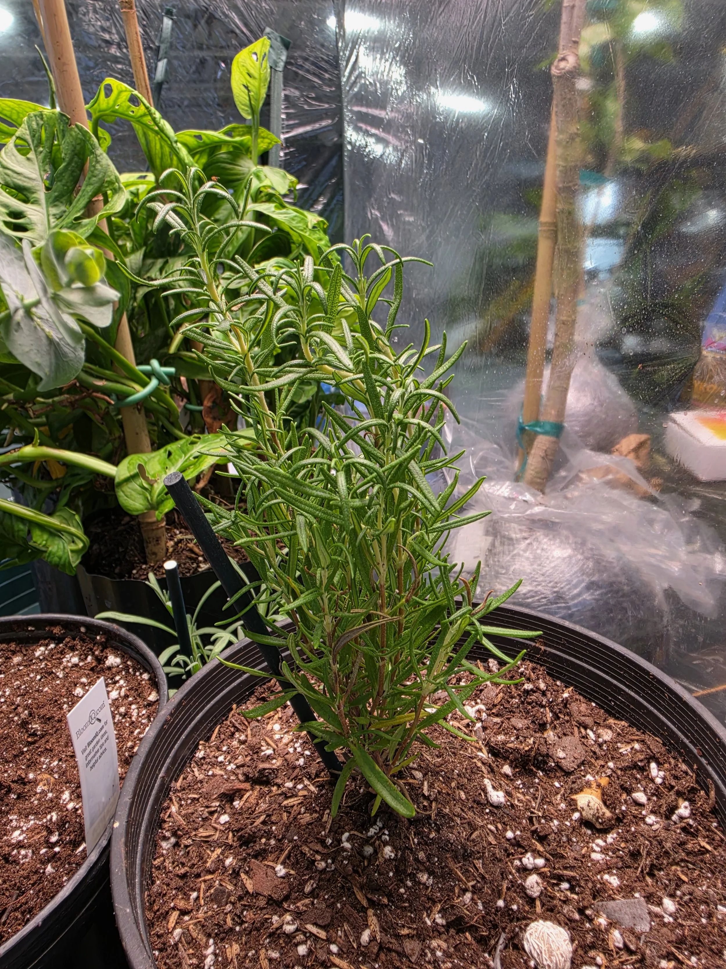 Fresh Rosemary Herb Plant