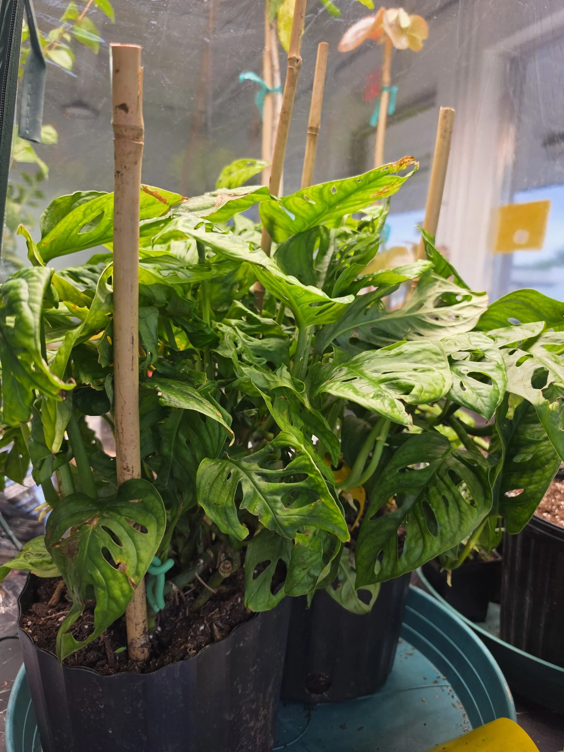 Baby Swiss Cheese Plant, Monstera x adansonii