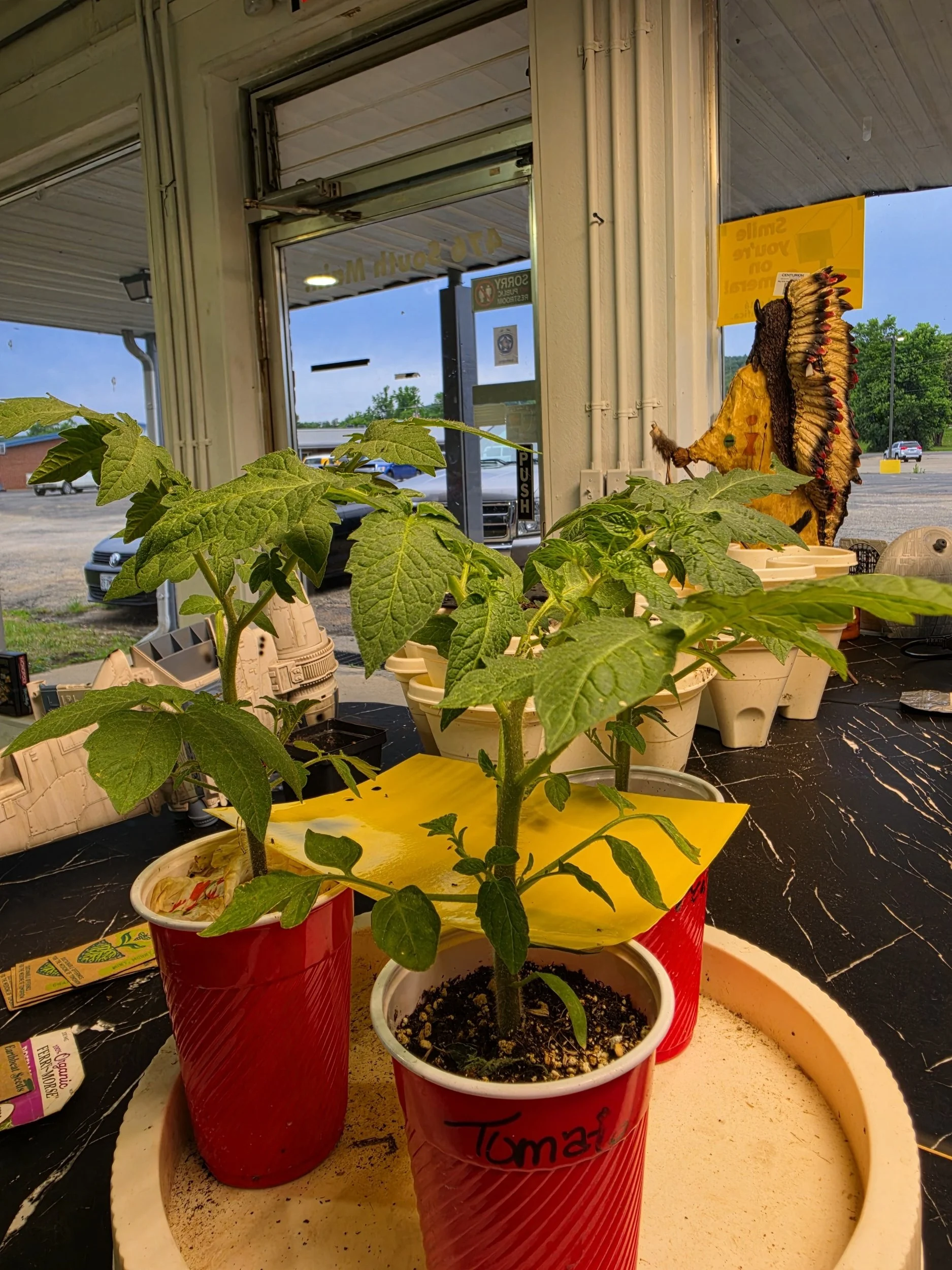 Tomato Plants
