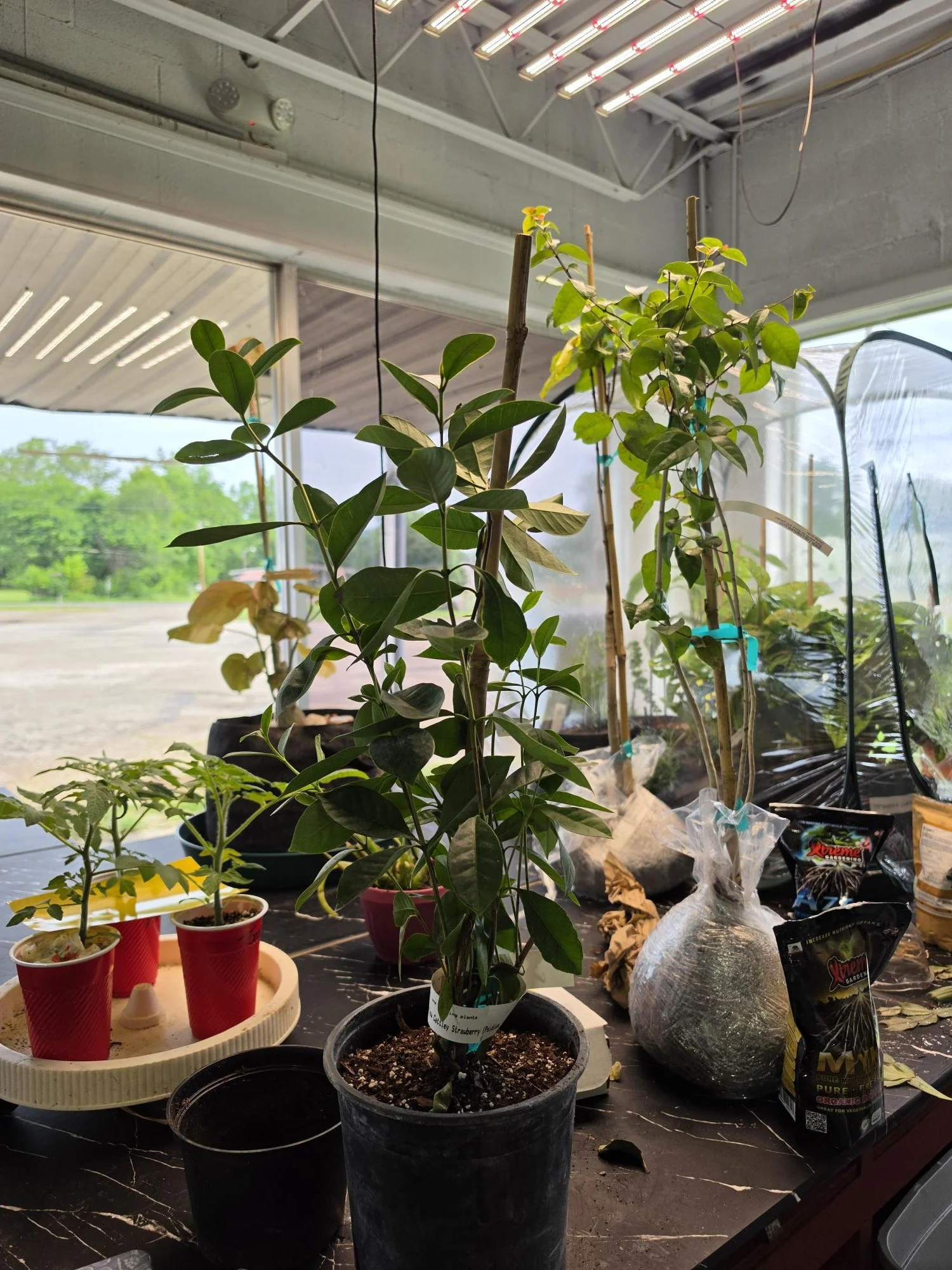 Grow Set up