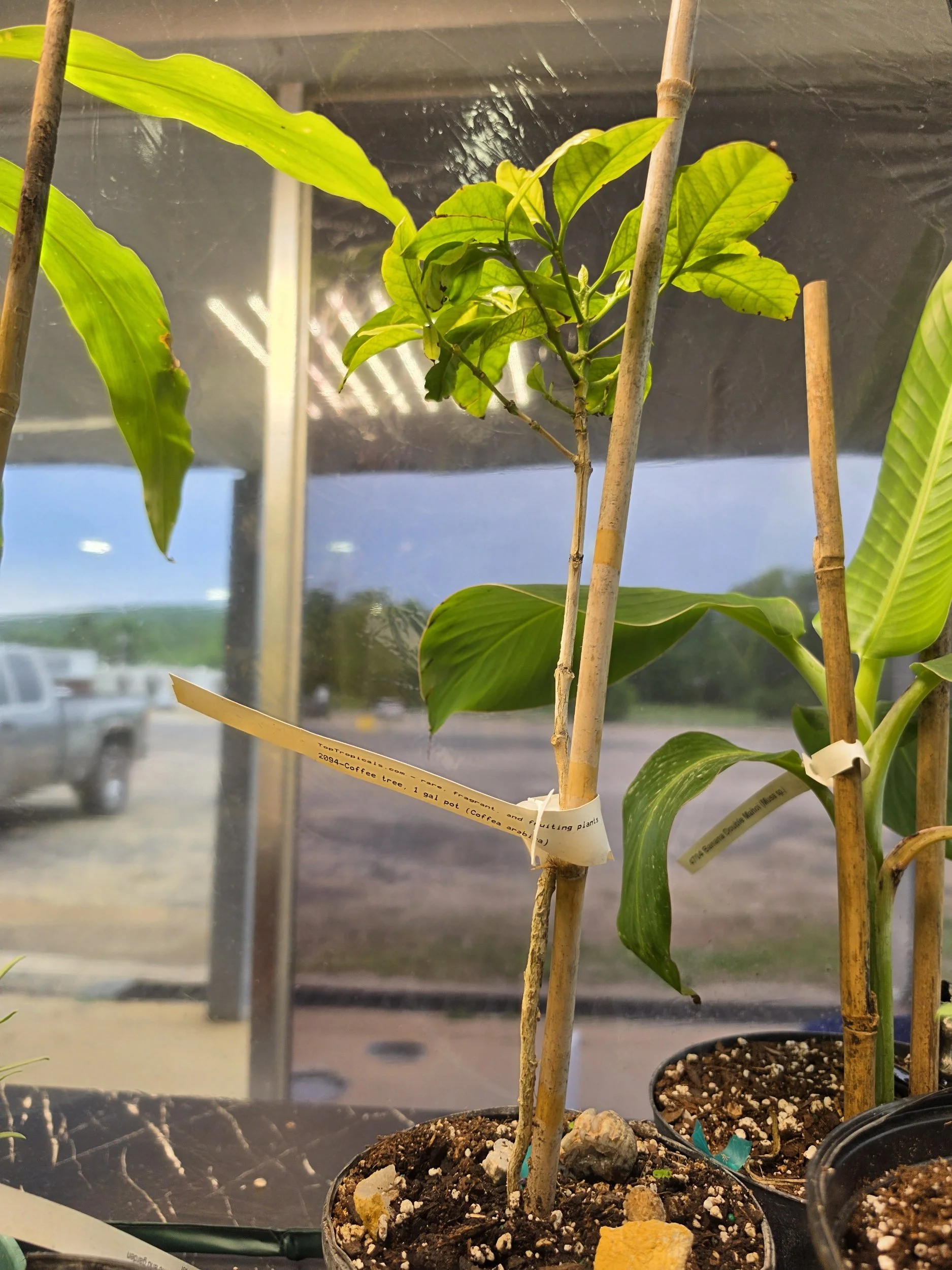 Arabica Coffee Tree
