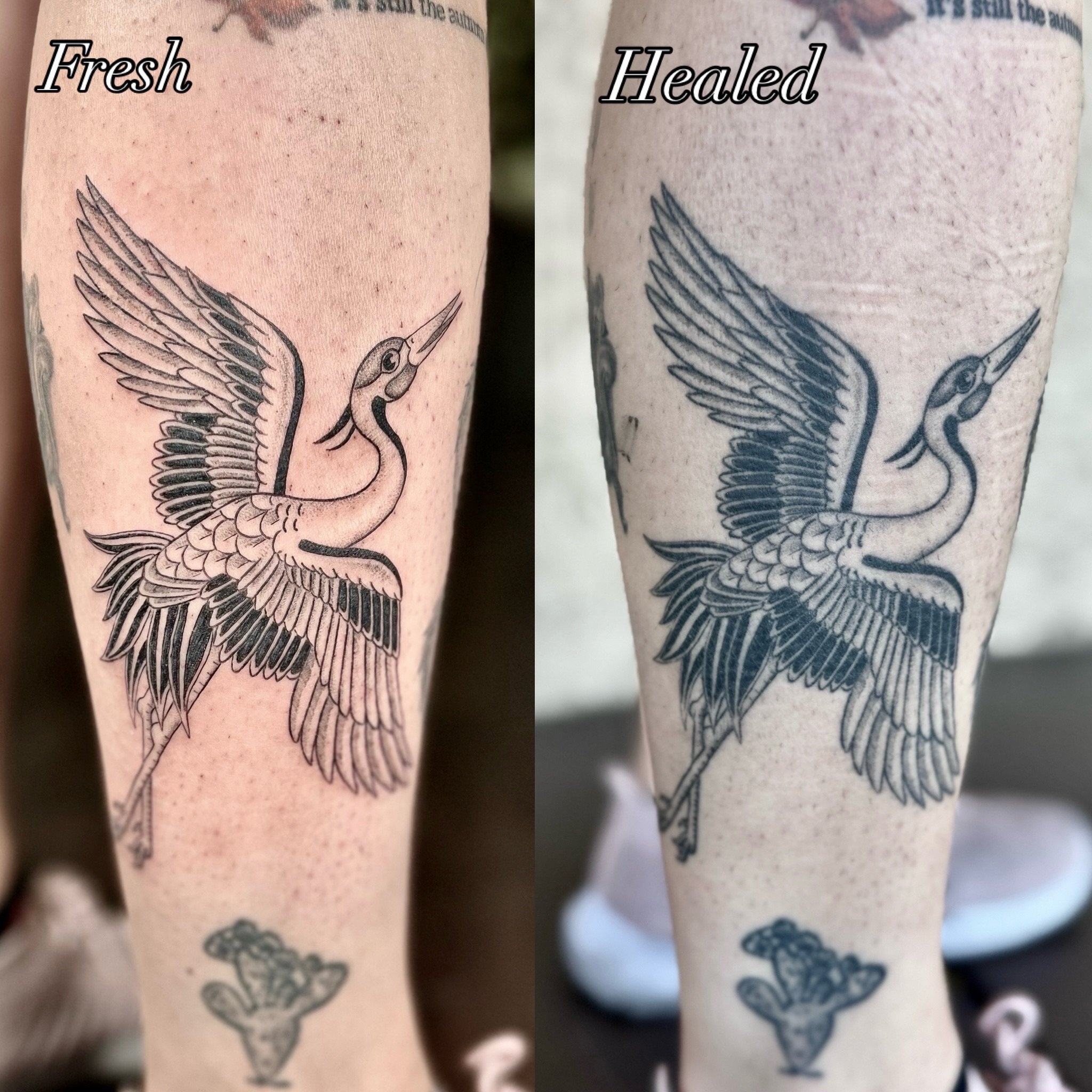 On today&rsquo;s episode of Fresh vs Healed tattoos ✨Around 6 months to 1 year healed between photos

I ❤️ my clients 🫶
@twicerabbittattoo @blacksacramenttattoo
