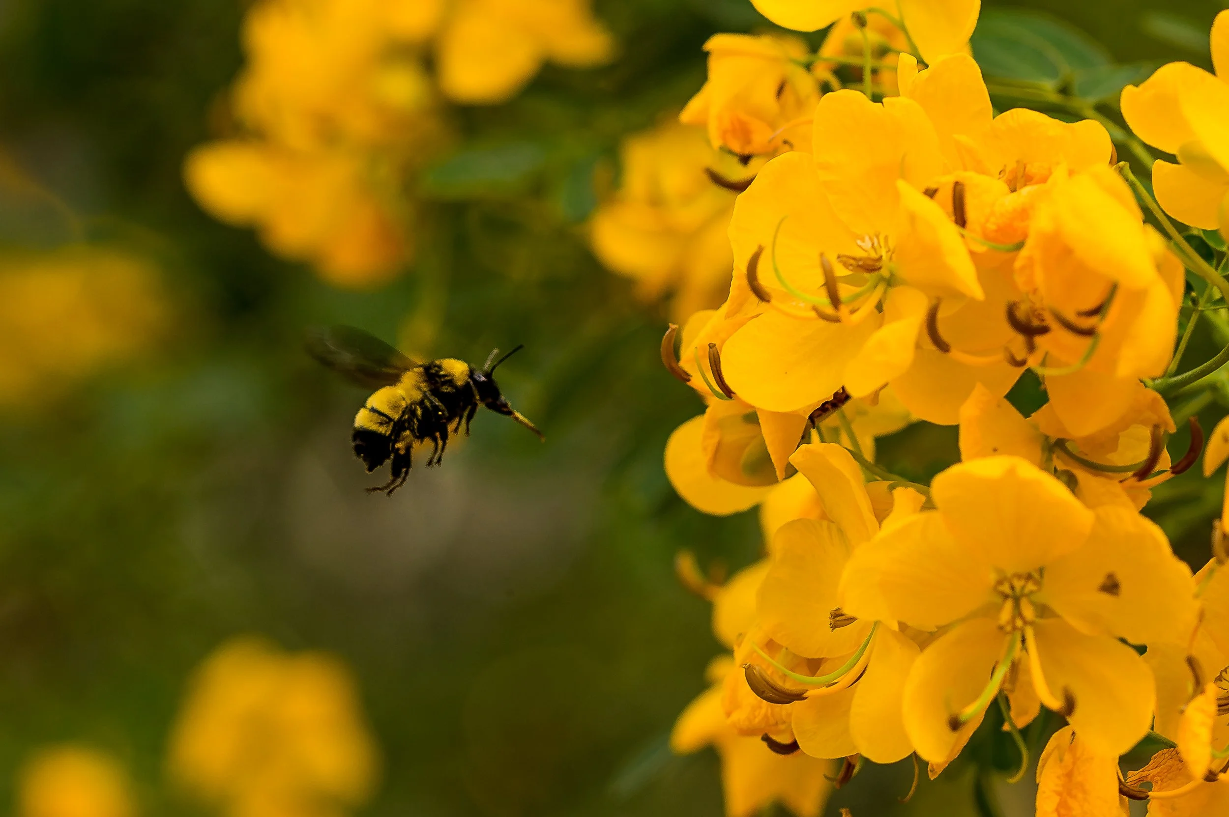 A bee flying near bright yellow flowers with orange details, surrounded by green leaves.