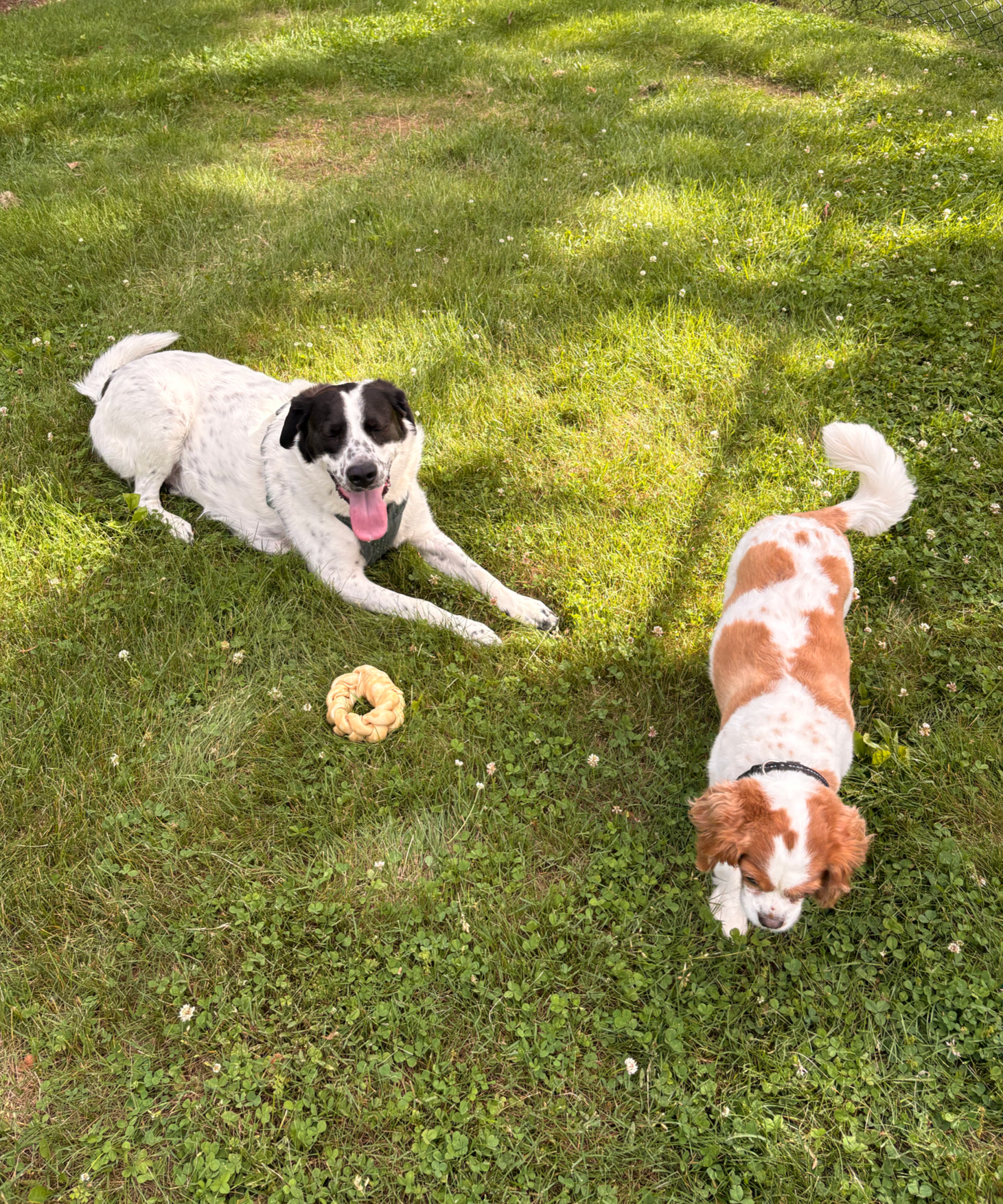 Two dogs playing on green grass, one white with black spots lying down with tongue out, one with brown and white fur sniffing the ground, and a small beige chew toy nearby.