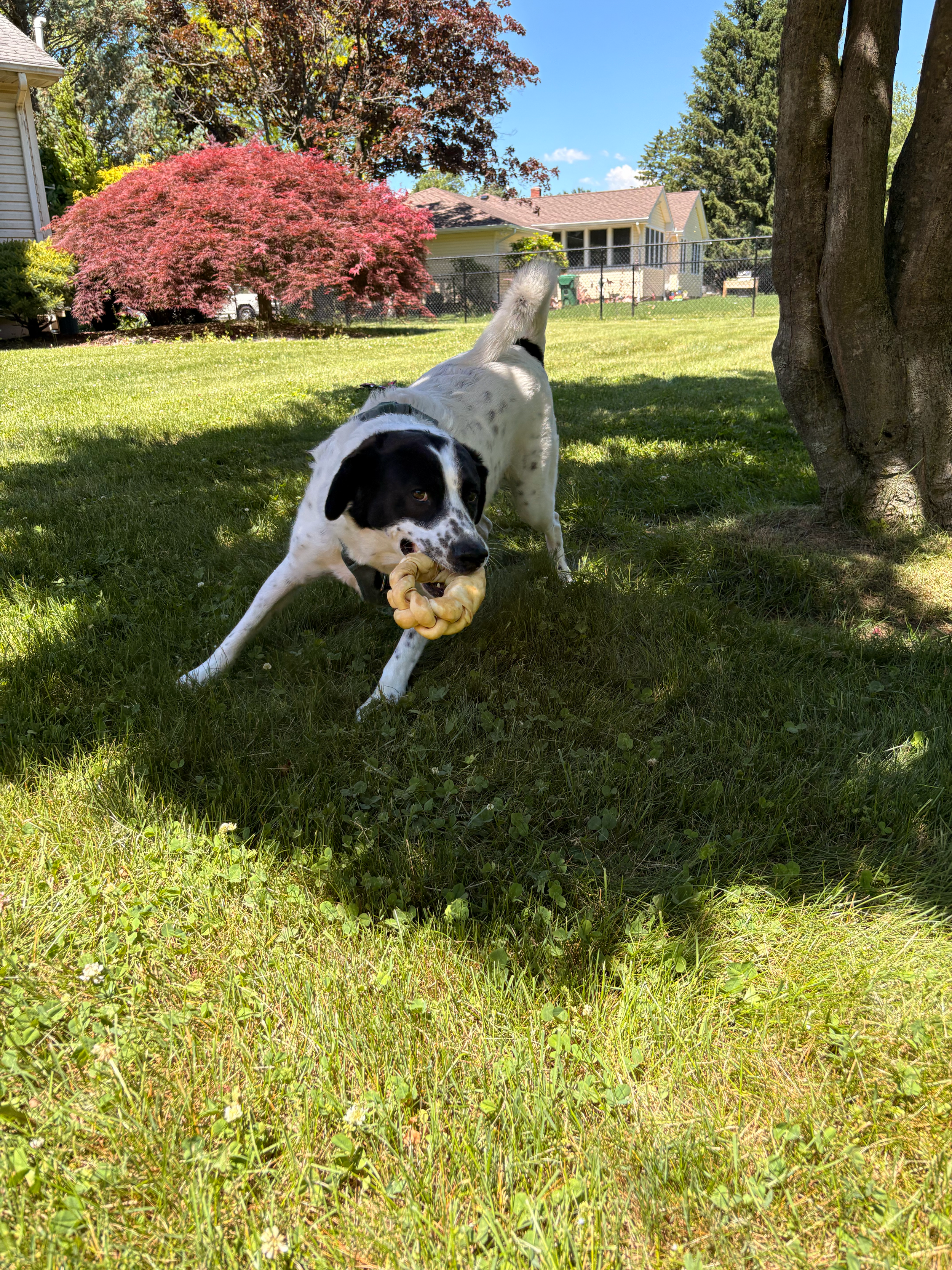 Jack the border collie doing a play bow with a toy in his mouth on grass