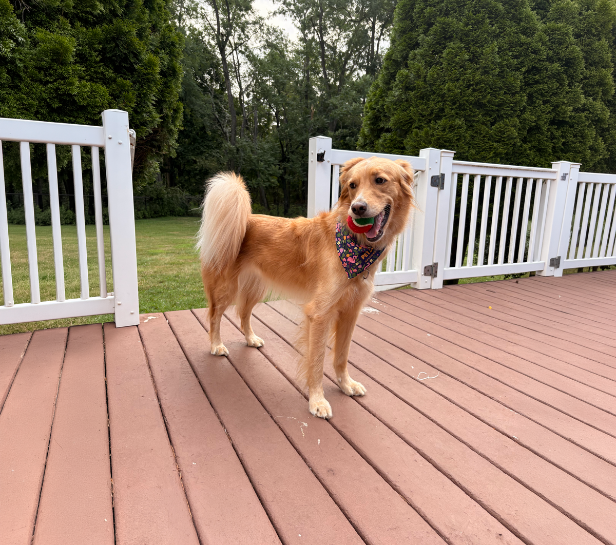 Bianca the golden retriever is holding a ball in her mouth.