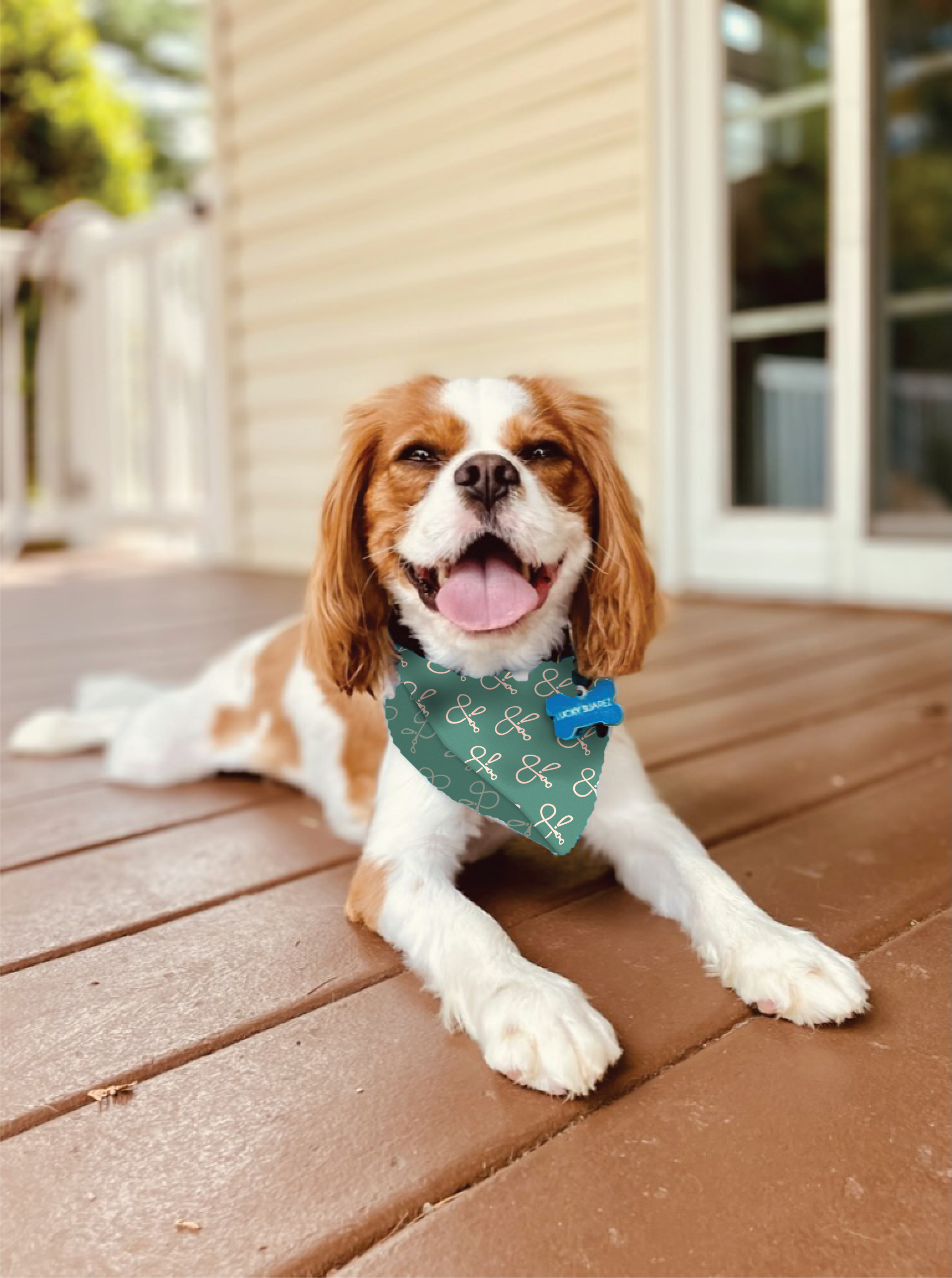 Lucky the cavalier with a lounge & lead bandana