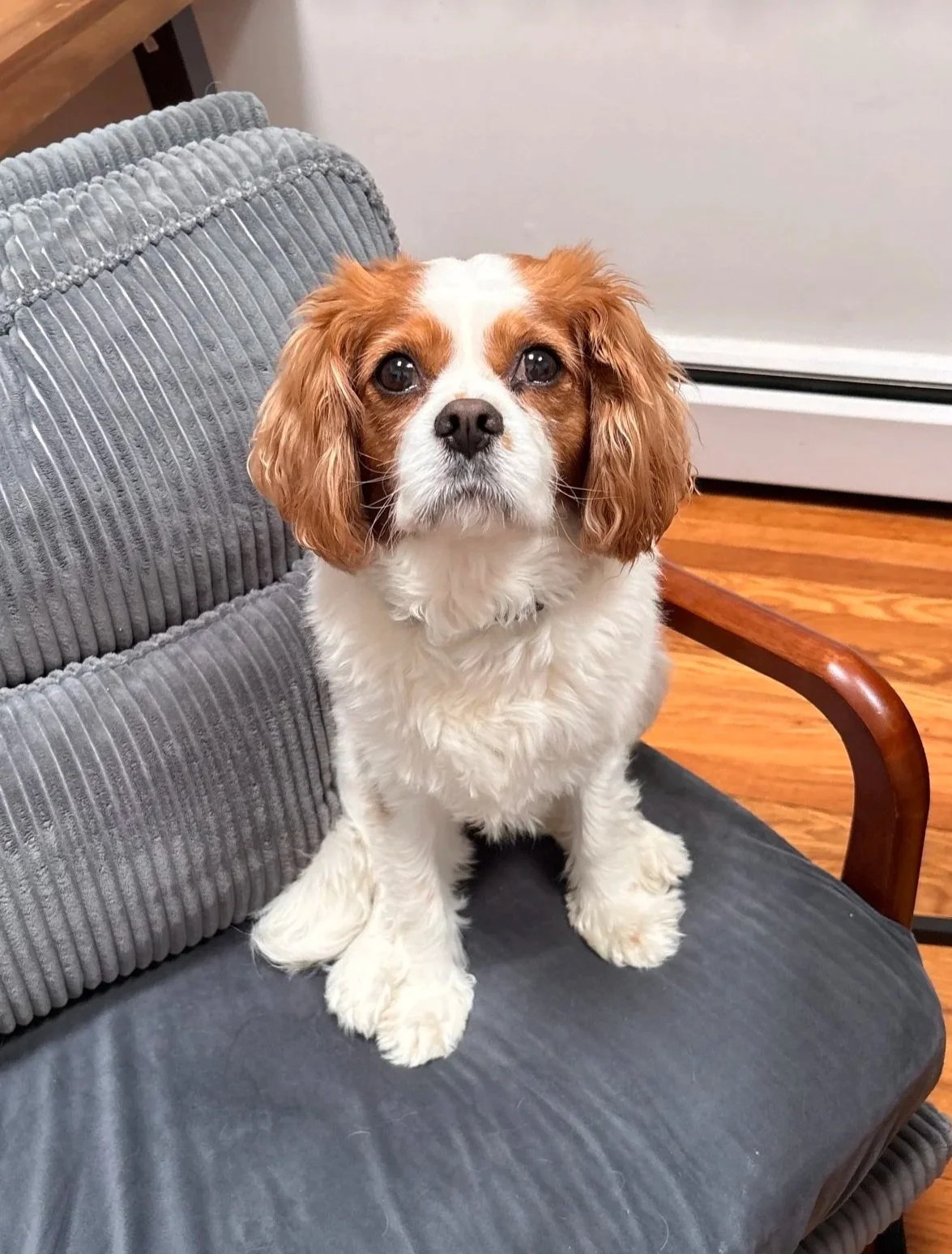 Lucky the Cavalier Sitting in the chair