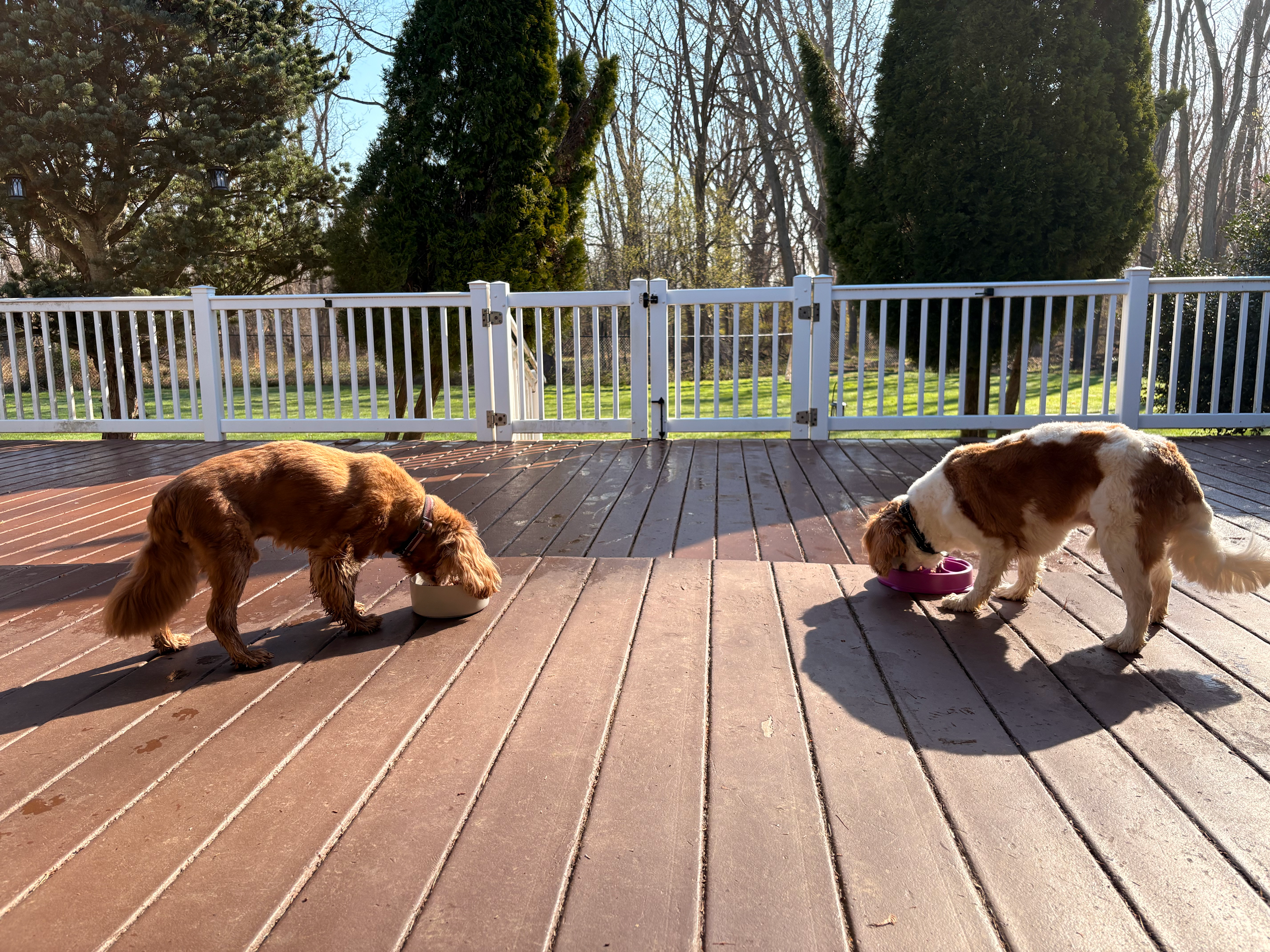 Two dogs eating breakfast peacefully on the porch side by side