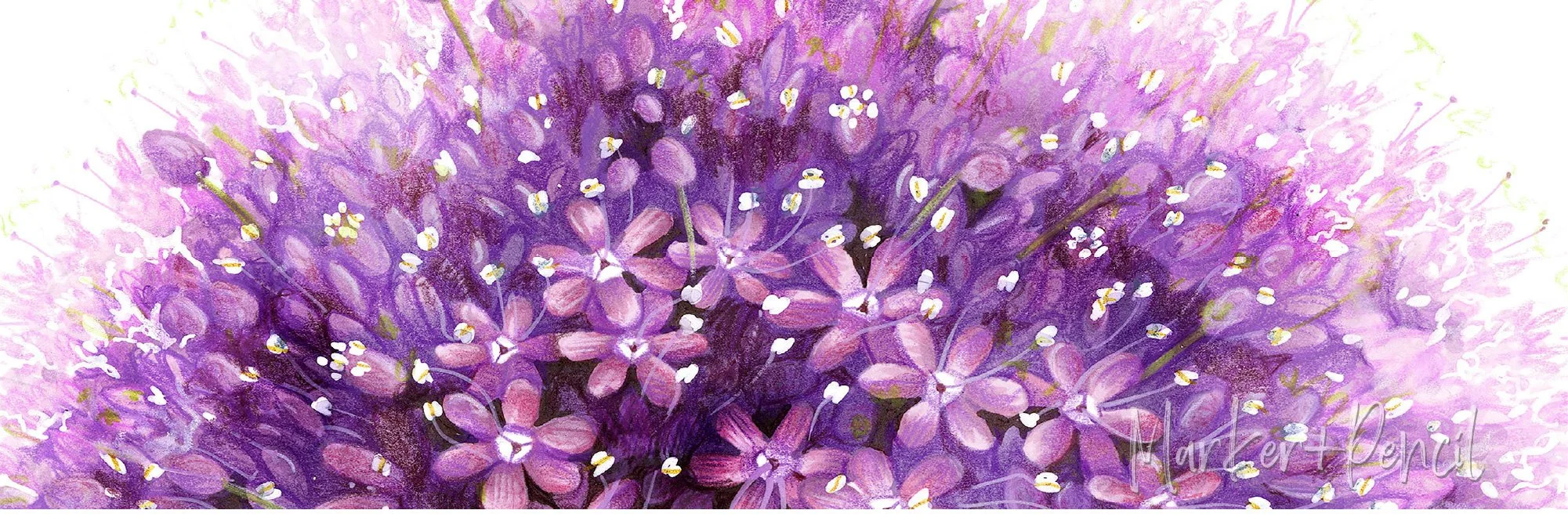 Closeup detail of "Giant Allium" marker and colored pencil illustration. Learn why more coloring is not actual practice.