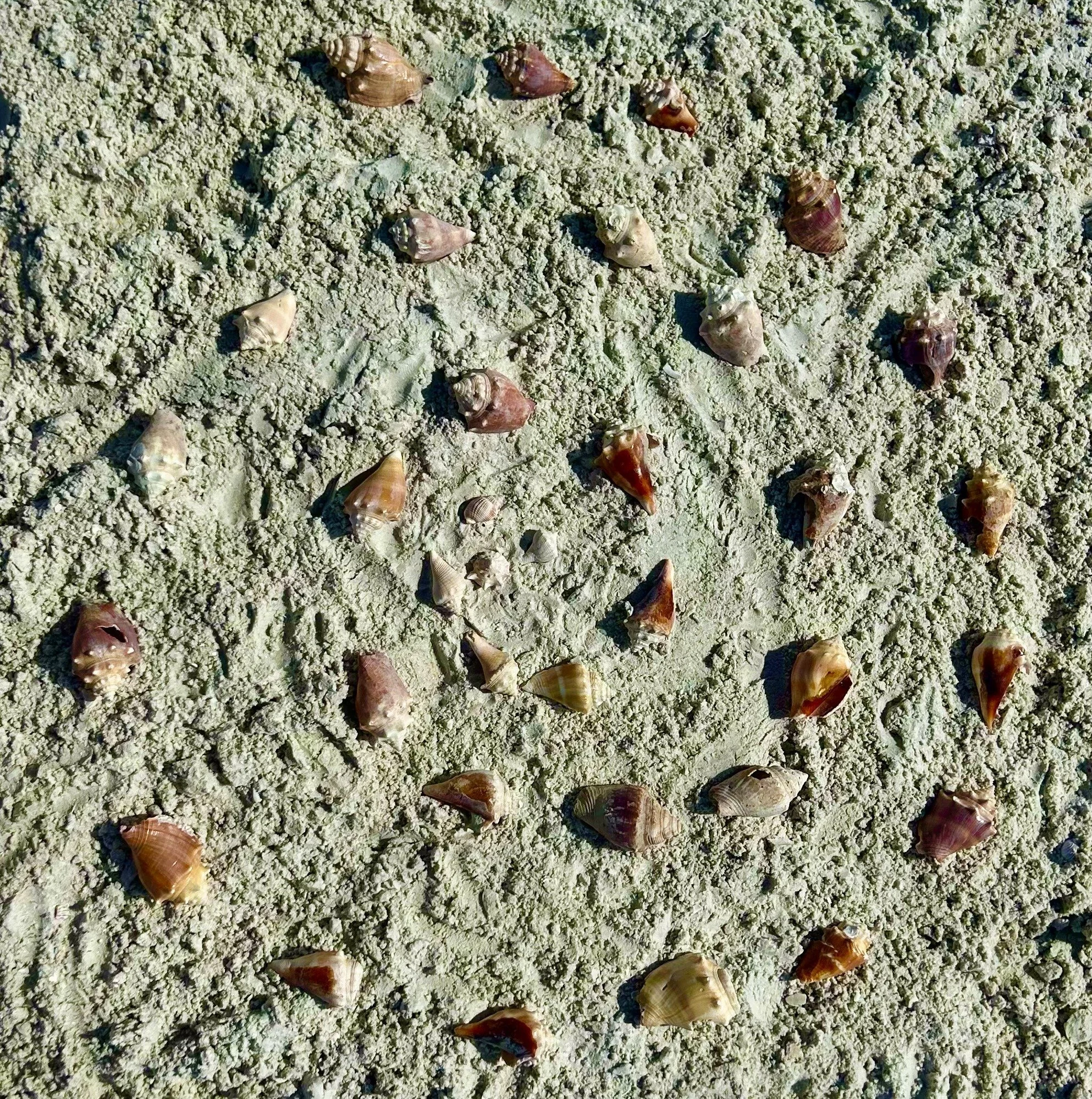 Conch Shells at the Back of the Beach