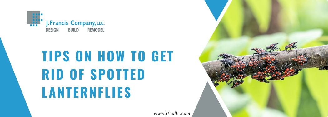 Lanternfly Egg Patrol: How to Spot Them and What to Do Next