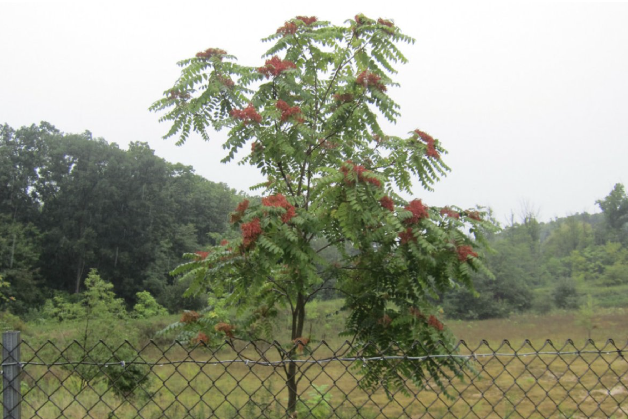 tree of heaven
