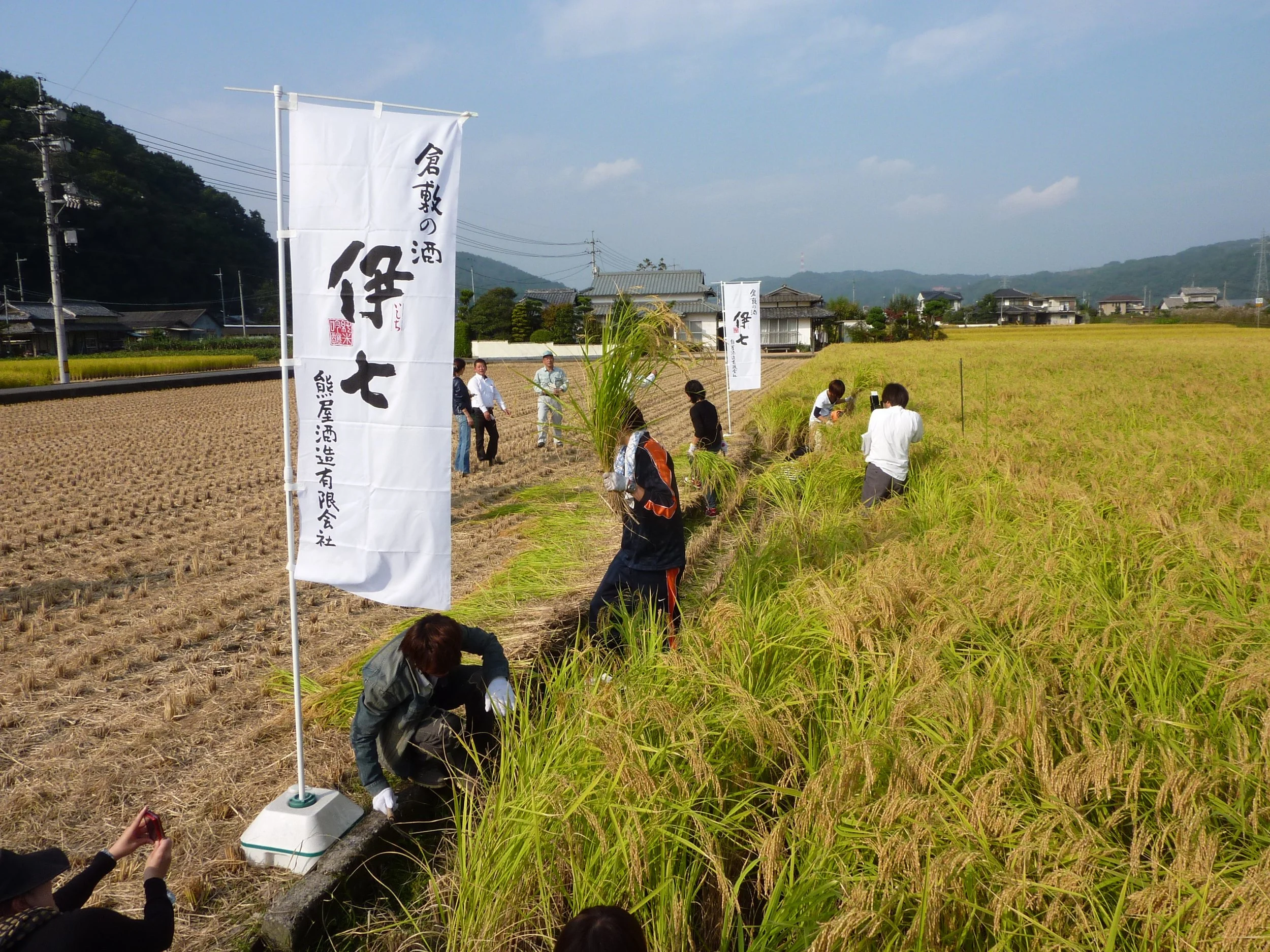 Harvesting Omachi Rice.JPG