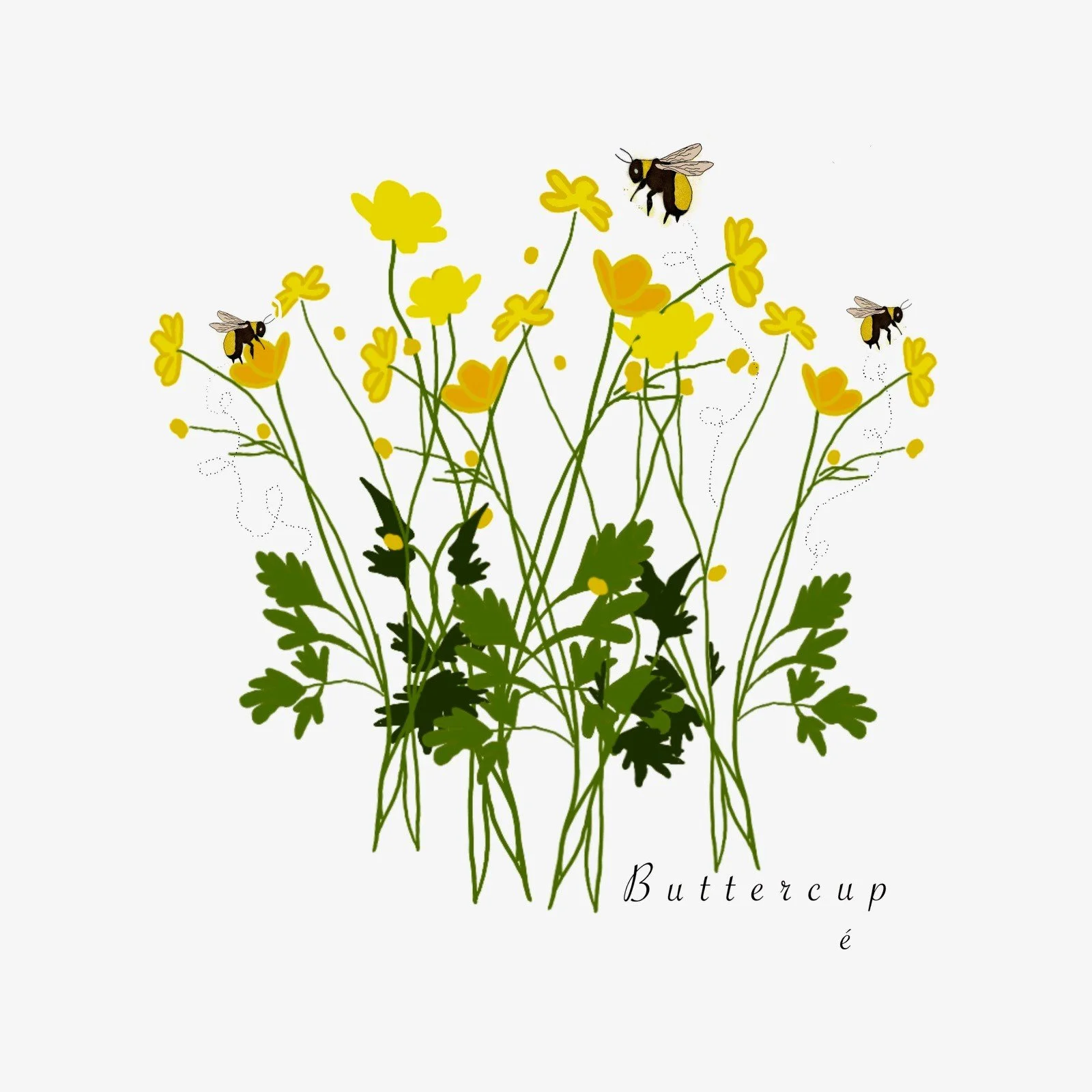 Buttercup.jpg