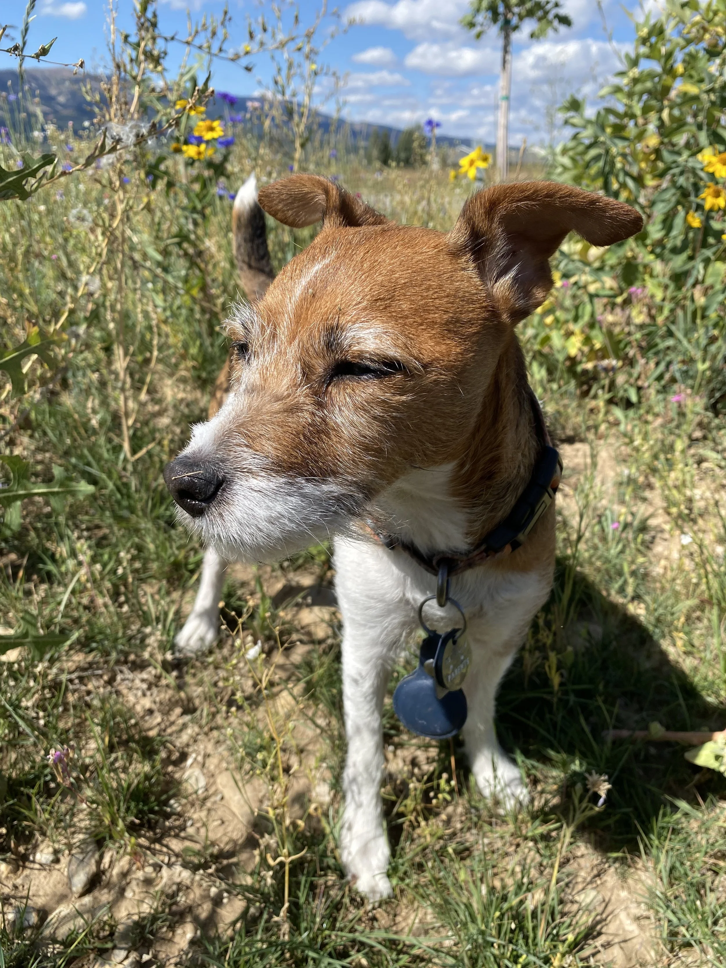 Jack Russell Terrier standing in wildflowers and sniffing the air