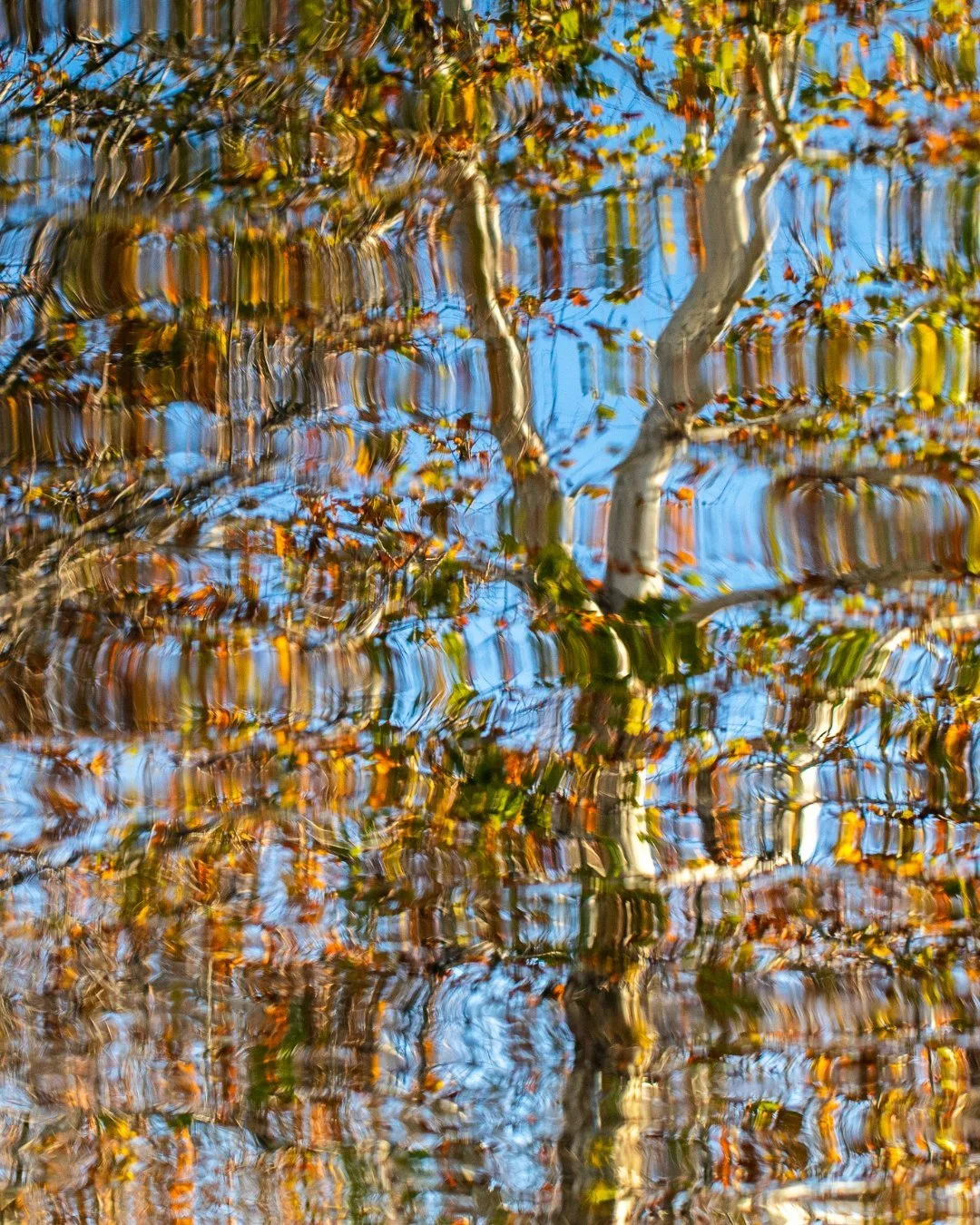A blurred reflection of tree branches and leaves on water with a blue sky background.