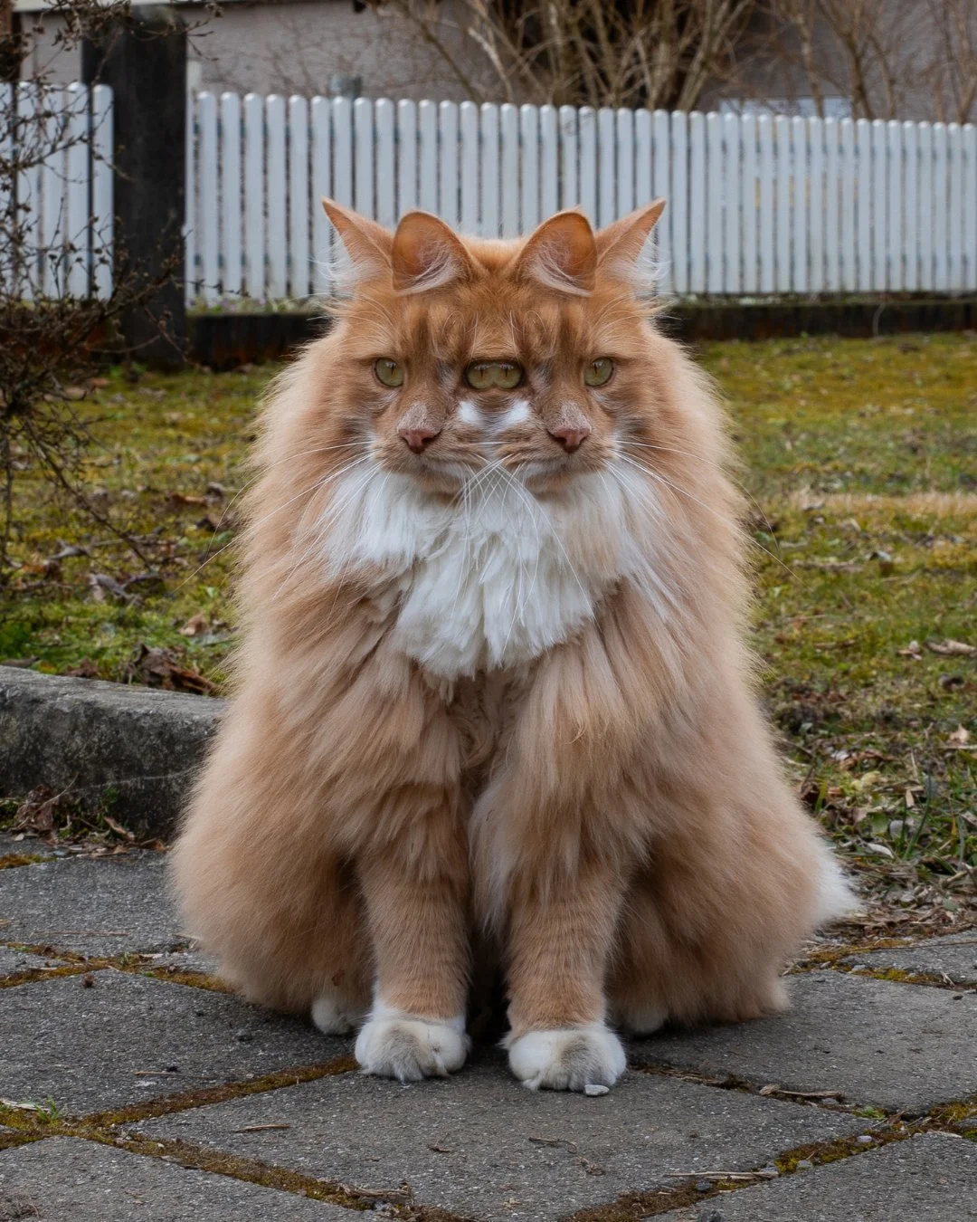 A cat with two faces, overlapping in the middle, sitting outdoors on a paved surface with a grass lawn, a white fence, and trees in the background.
