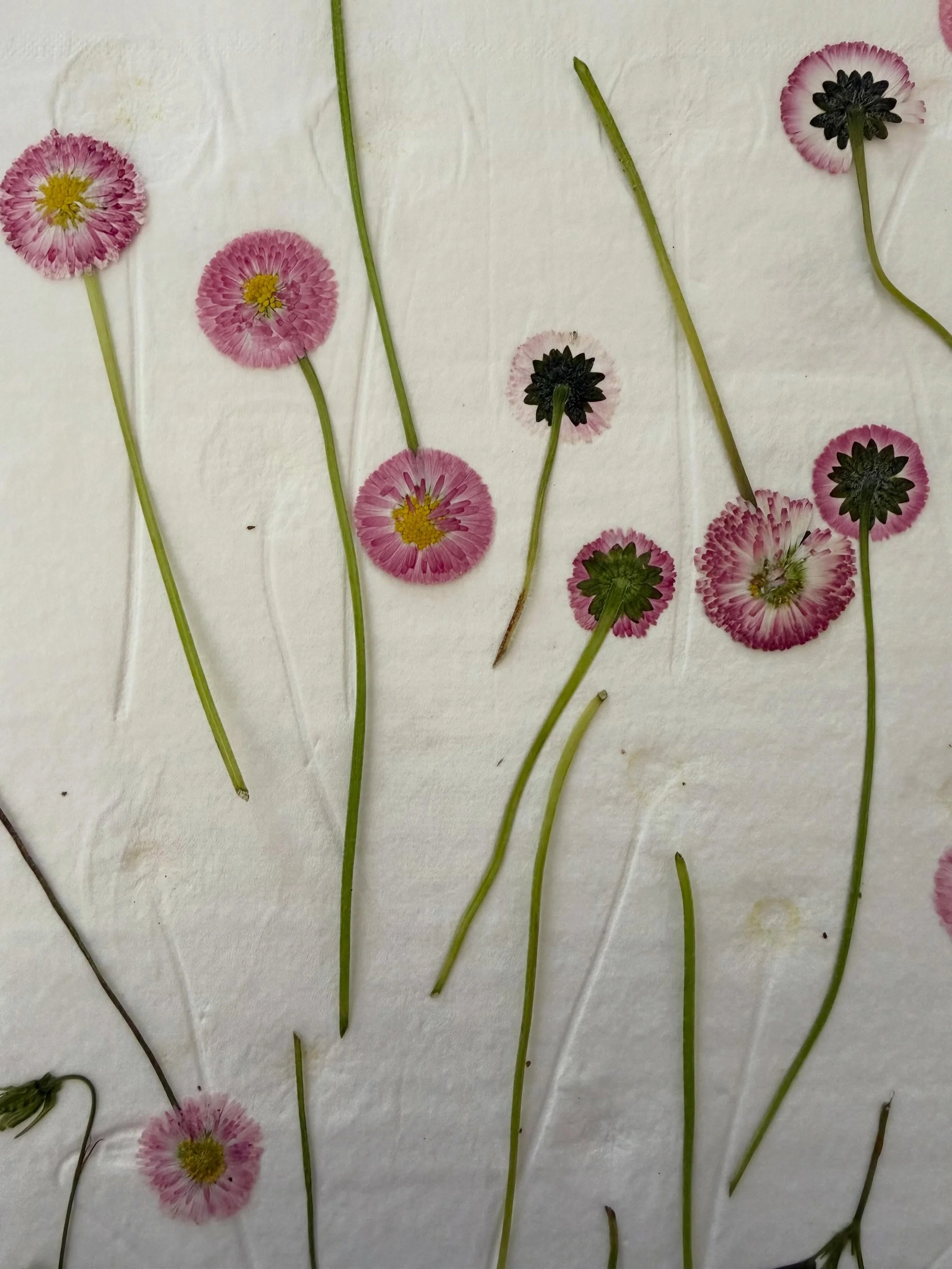 I love how these daisies have turned out, they are some of my favourites. So delicate and fluffy🌼

If you&rsquo;d like a piece of art using these daisies or any other flowers you see on my page just DM me and I&rsquo;ll make a unique art piece just 