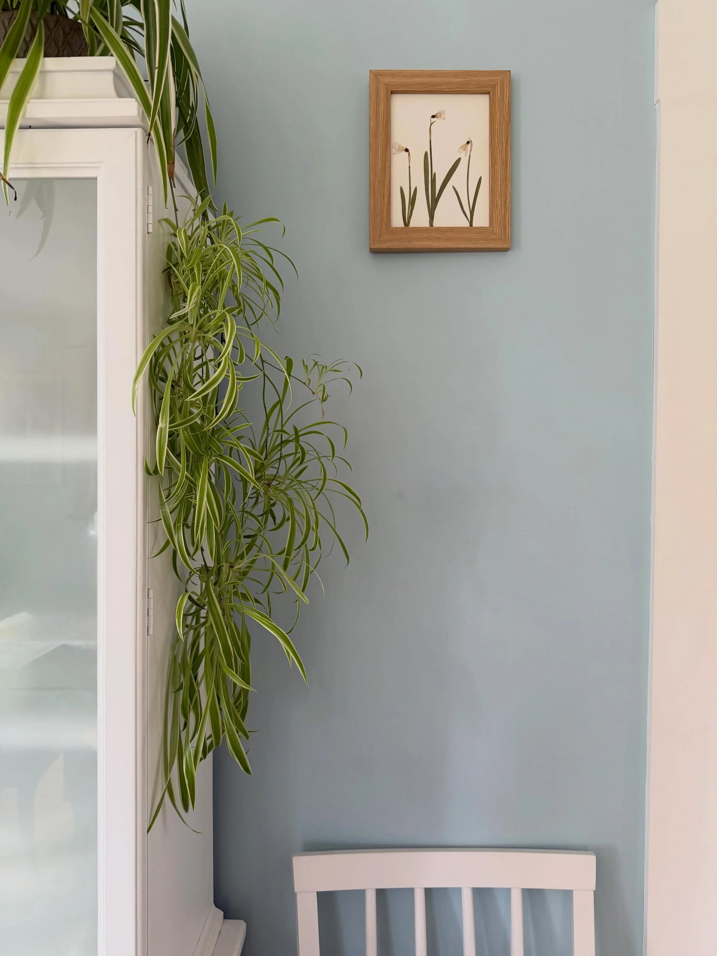 Pressed Snowdrops piece || Handmade Pressed Real Flower Art Piece in Frame|| Available to Purchase, just DM. 

Price- &pound;32.10 (including postage) 
Dimensions- 8 x 10 inches

If you would like to purchase this piece please DM me or you can buy it