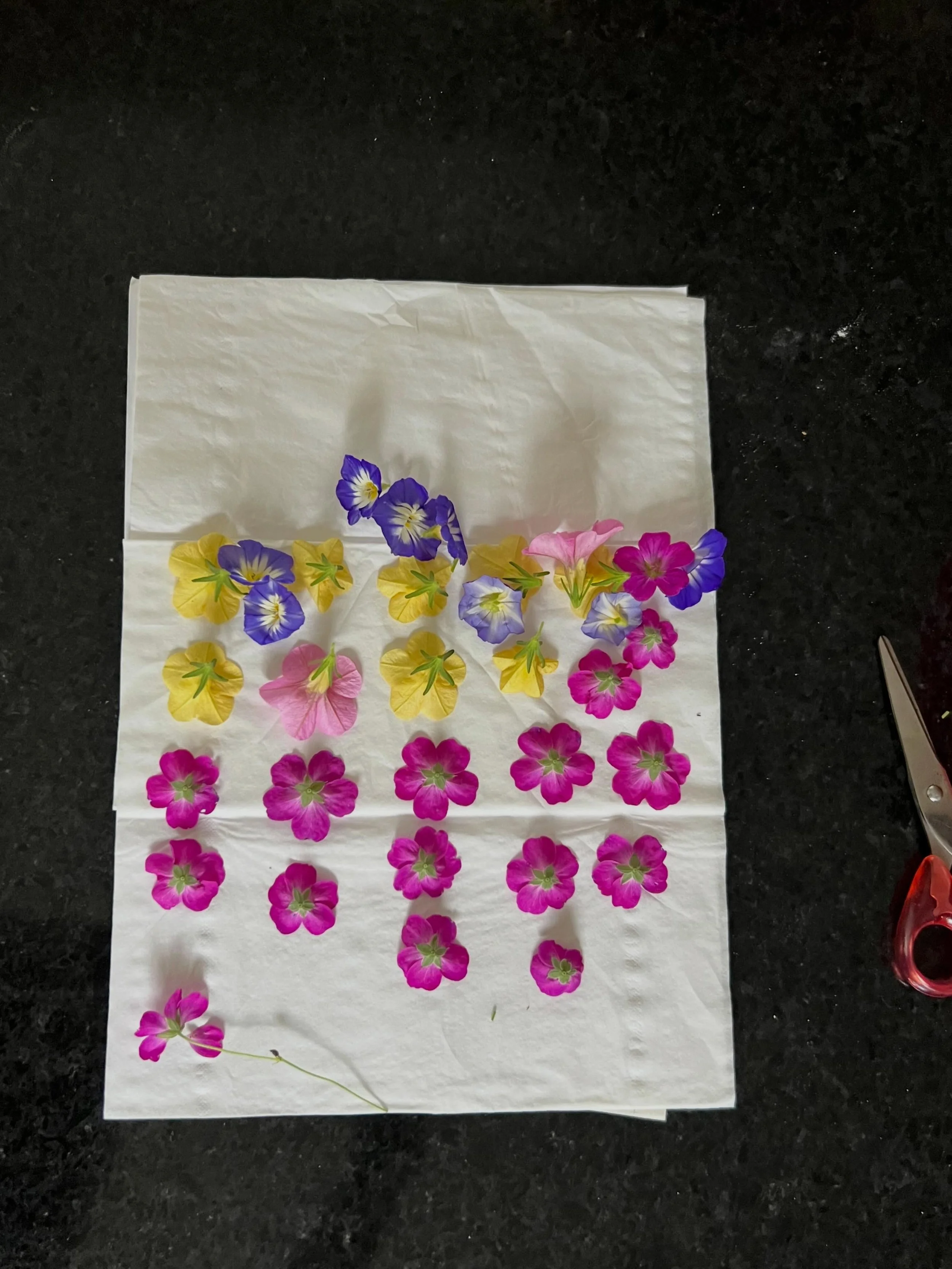 Getting ready to press🌸

Can&rsquo;t wait to see how these flowers look coming out of the press, such a fun range of colours! Will keep you posted😊🪻

If you&rsquo;d like a unique, flower art frame using these flowers or ones similar just dm me. Or