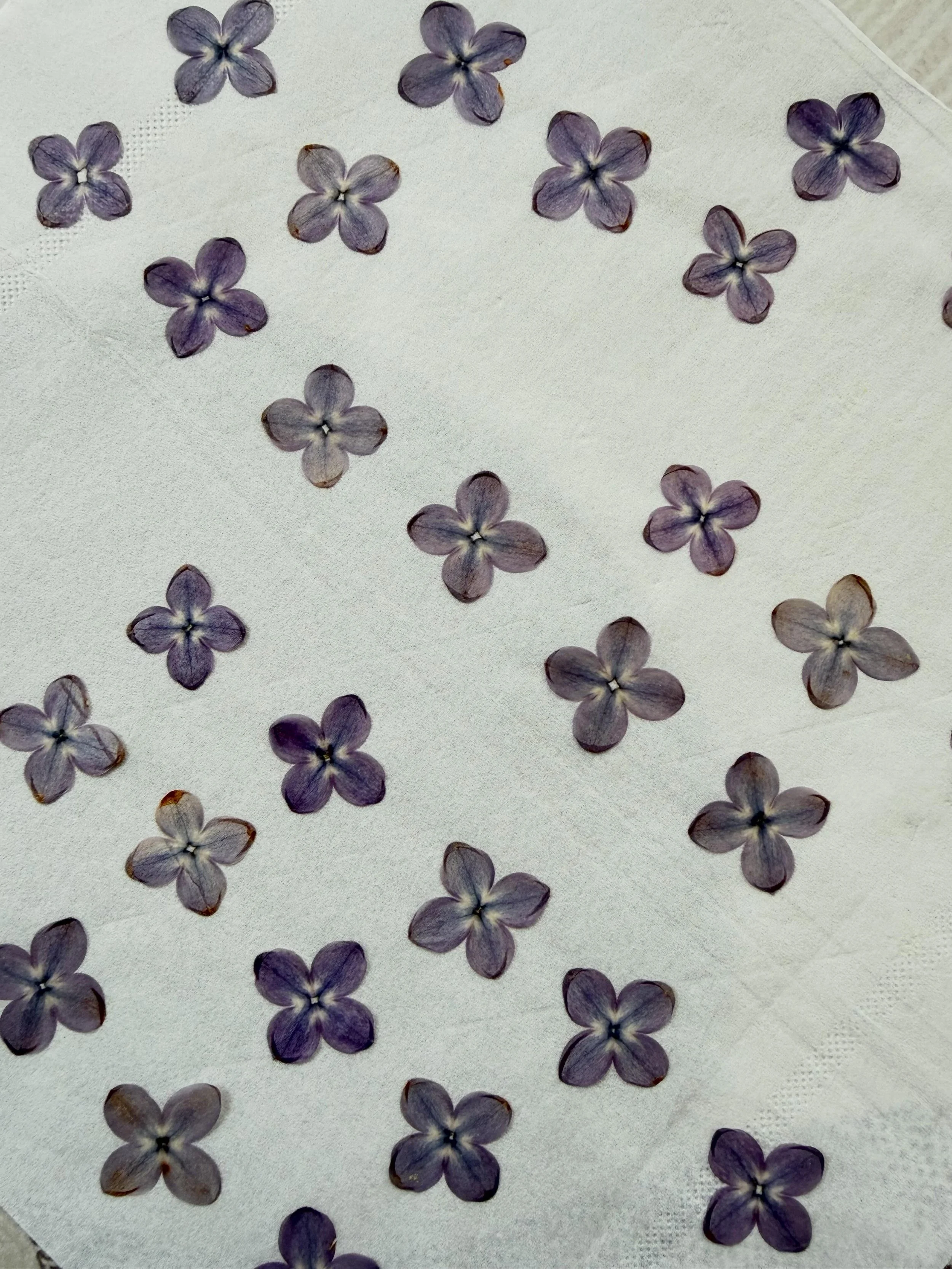 Lilacs coming out of the press💜

If you have any ideas for a commission you&rsquo;d like, have a special event coming up and would like to preserve the flowers to create some artwork or have any questions just message me!

#pressedflowers #pressedfl