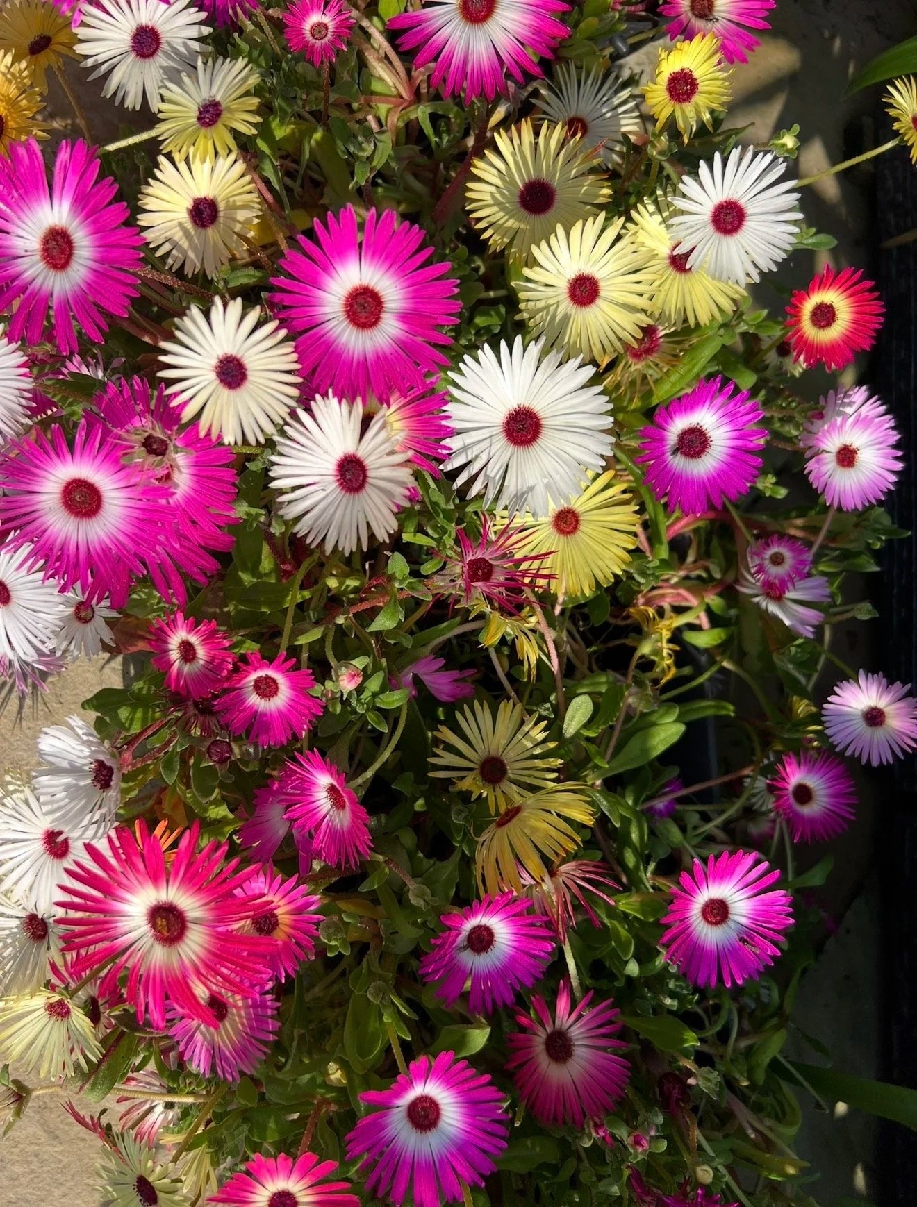 A cluster of colorful daisies with pink, white, and yellow petals, set against green foliage.