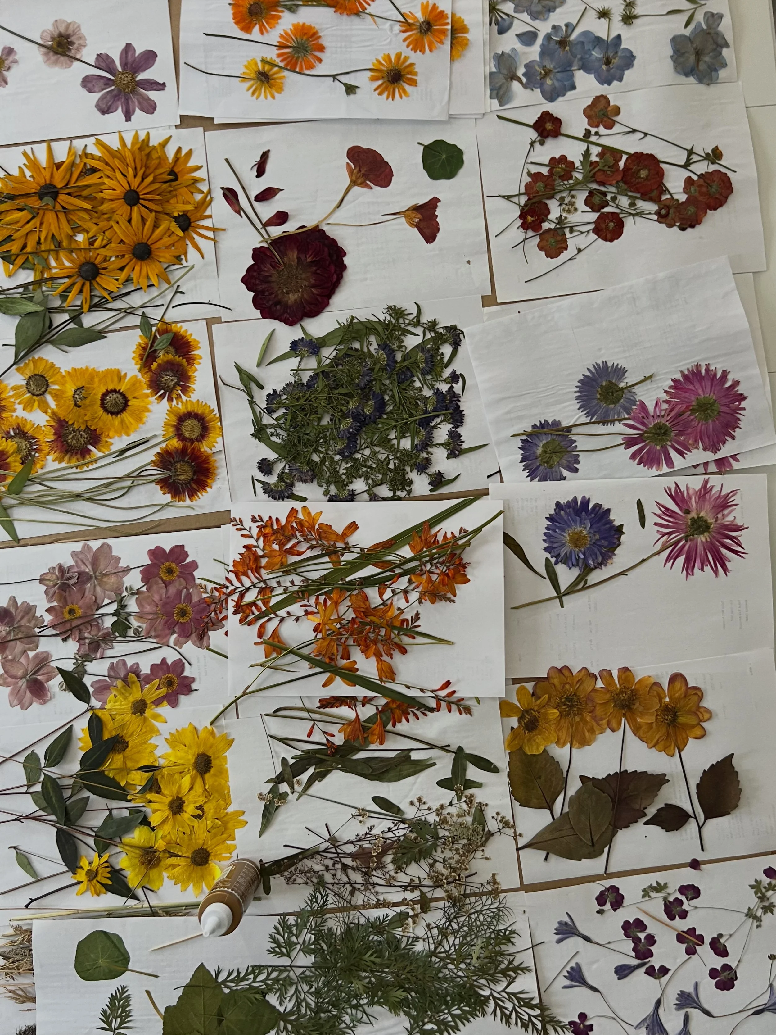 An assortment of pressed flowers and leaves arranged on white sheets of paper. The flowers include yellow, purple, red, orange, and blue blossoms of various types, some with green leaves and stems. There is also a bottle of glue among the pressed plants.