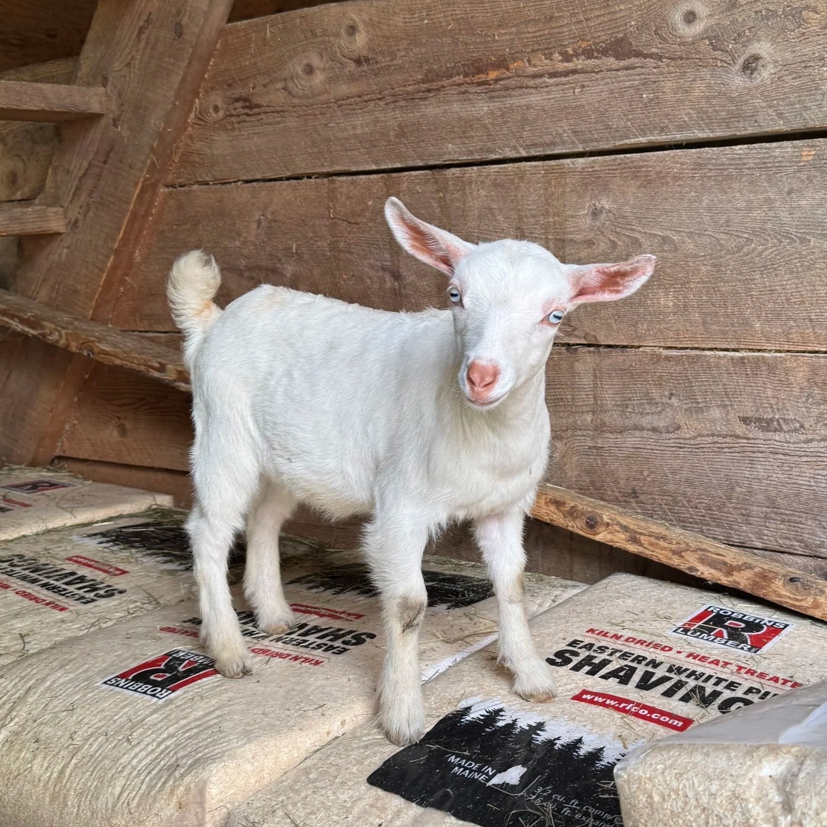 BUCK: Old Mountain Farm Winterbarley