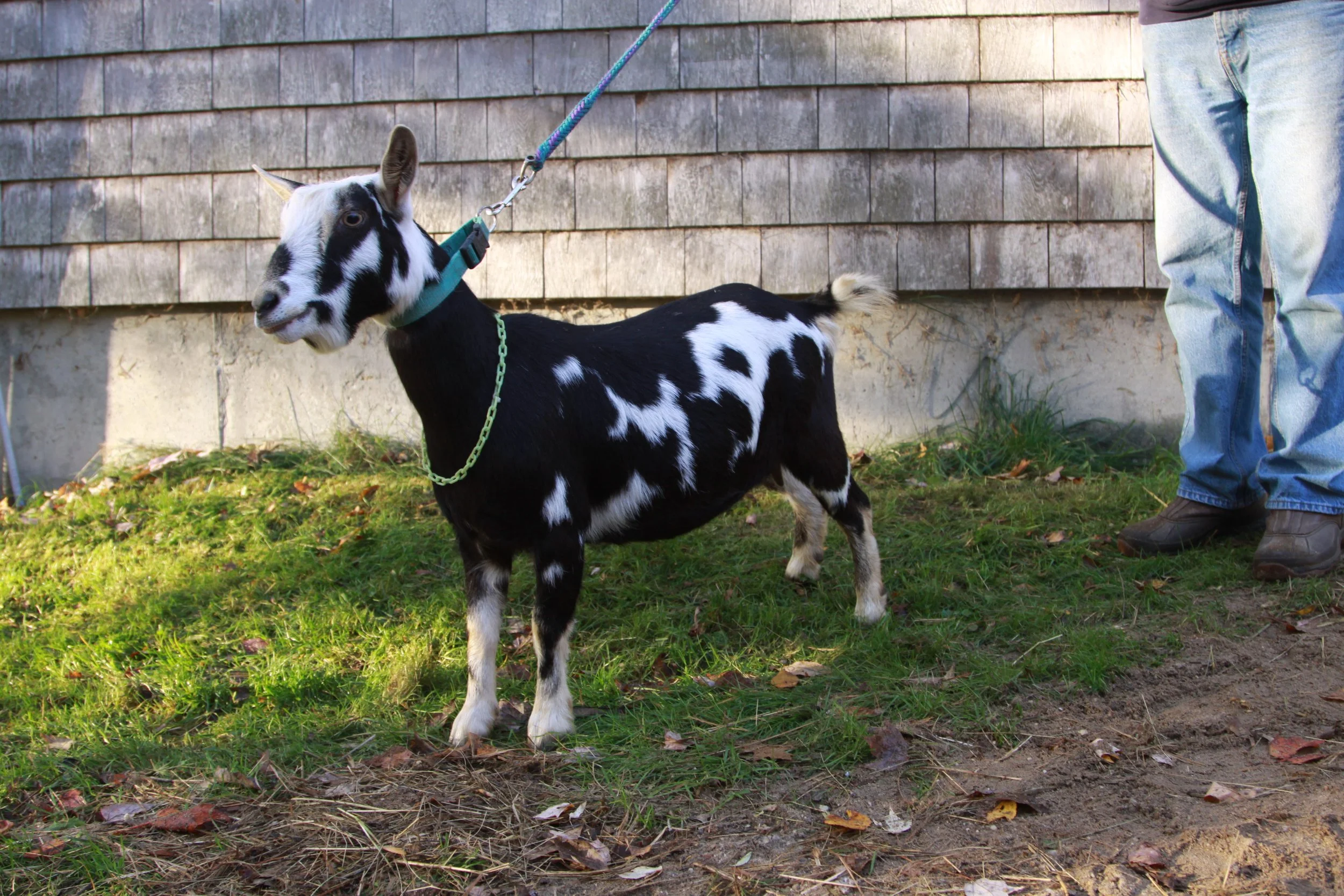 GARDENVIEWFARM CC ADELINA