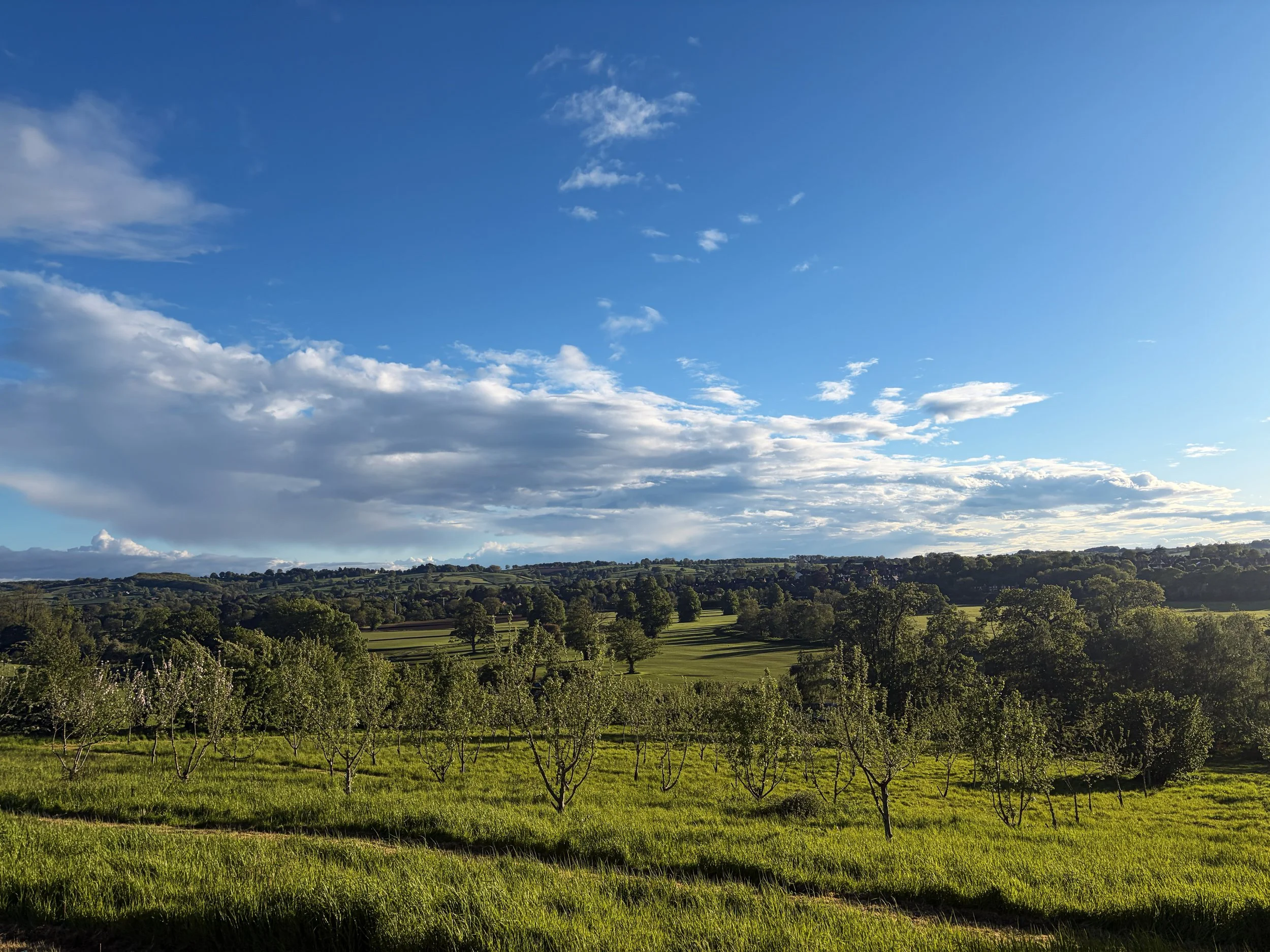 Open farm field with rows of young trees and green grass, rolling hills in the background under a blue sky with scattered clouds.
