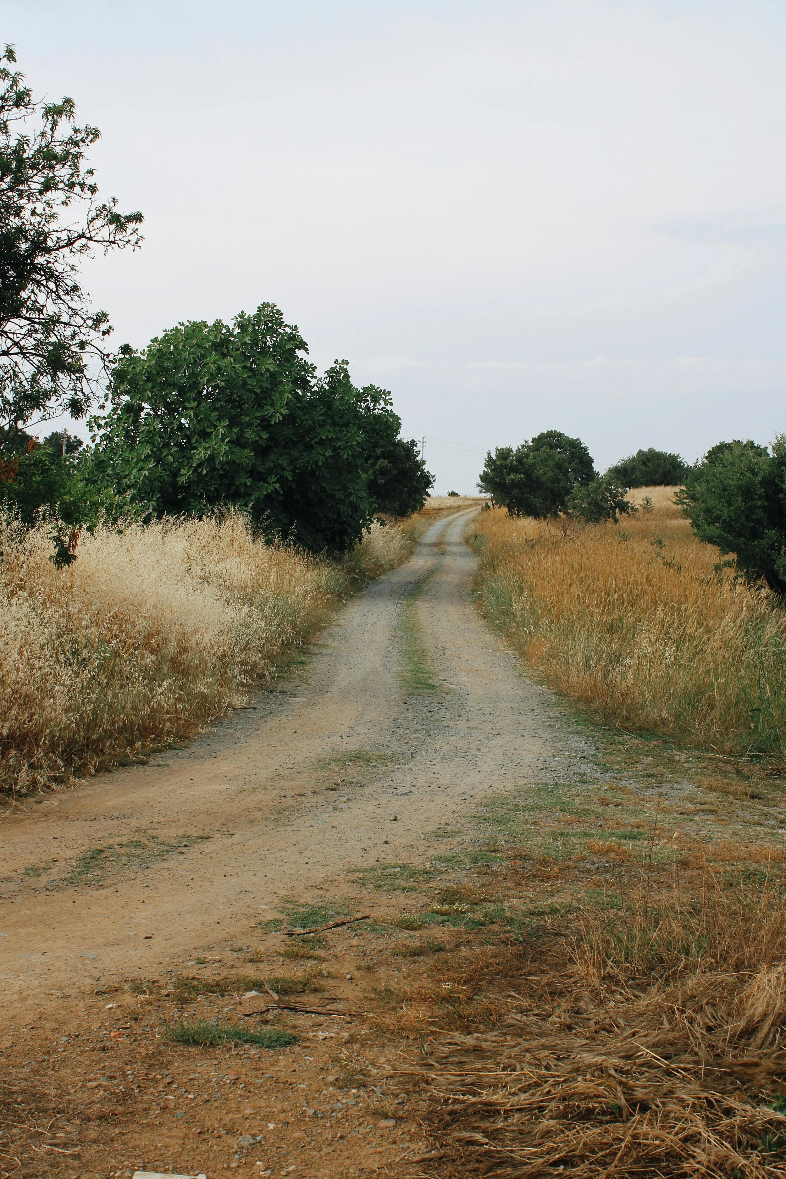 Pathway in a field with tall grass representing the Restorer of Streets to Dwell in from Isaiah.