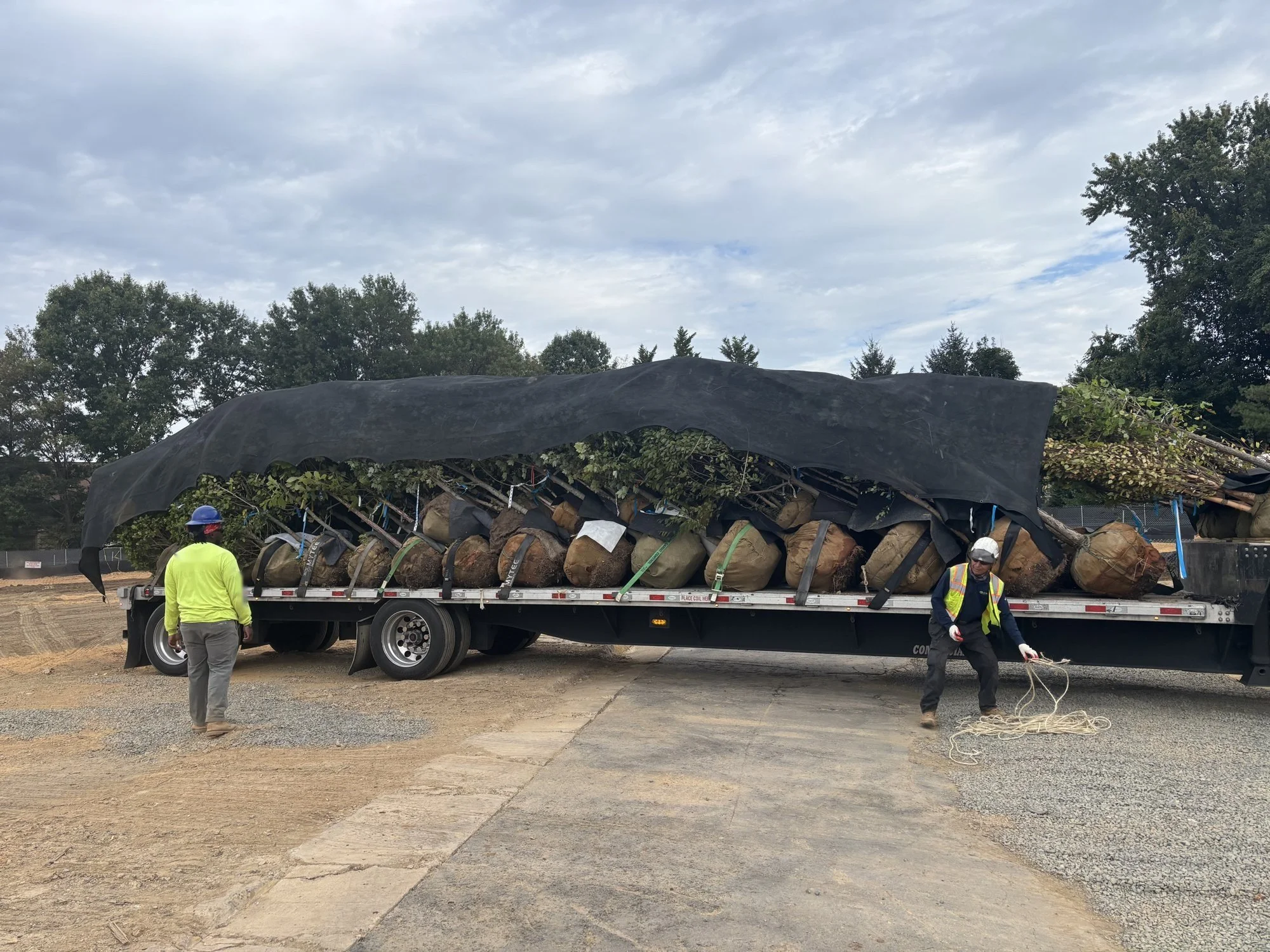 Equipo de Creekside Nurseries descargando un camión plataforma con árboles de cepellón en una obra
