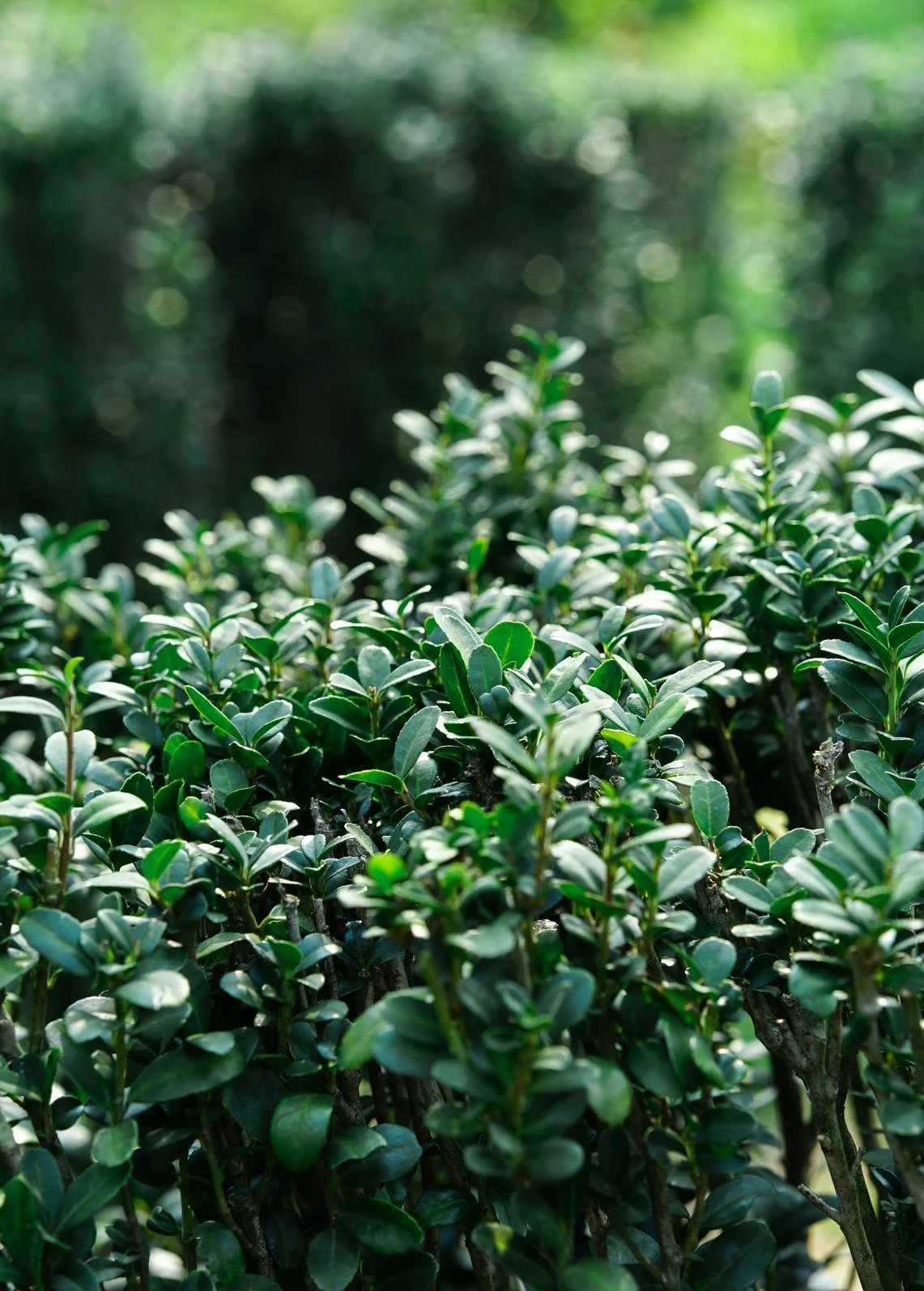Healthy glossy evergreen shrubs